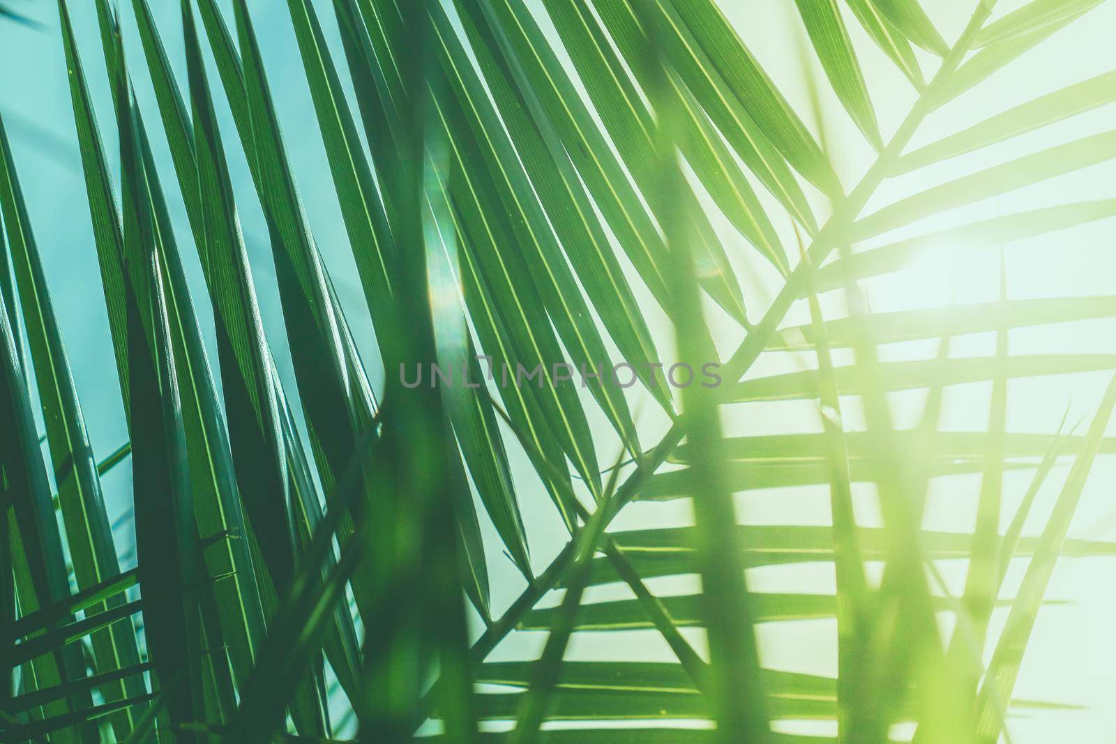 Wonderful green palm leaves - exotic vacation, botanical background and summer concept. Enjoy a tropical dream