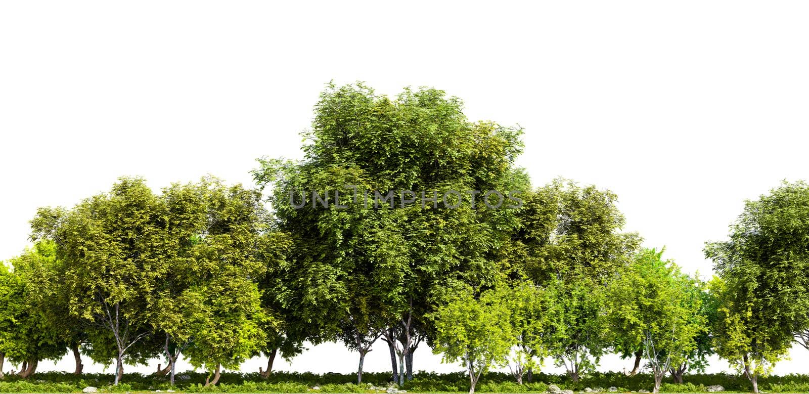 Row of trees isolated on white background. 3D rendering illustration.
