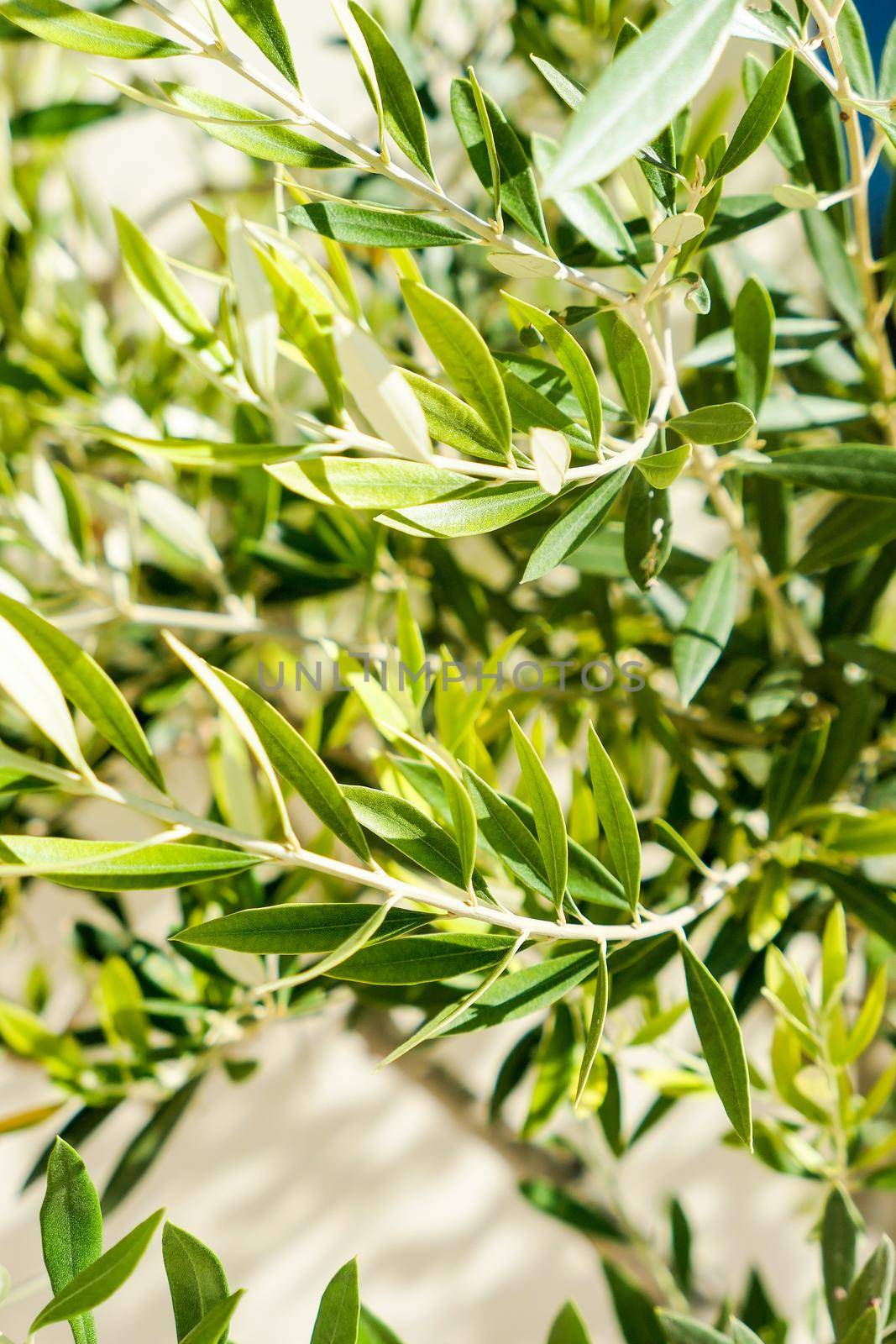 Olive tree and sunshine - gardening, nature background and environmental concept. The beauty of a green garden