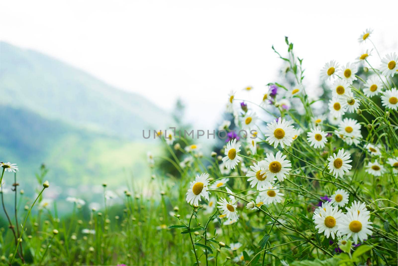 chamomile glade against the background of mountains