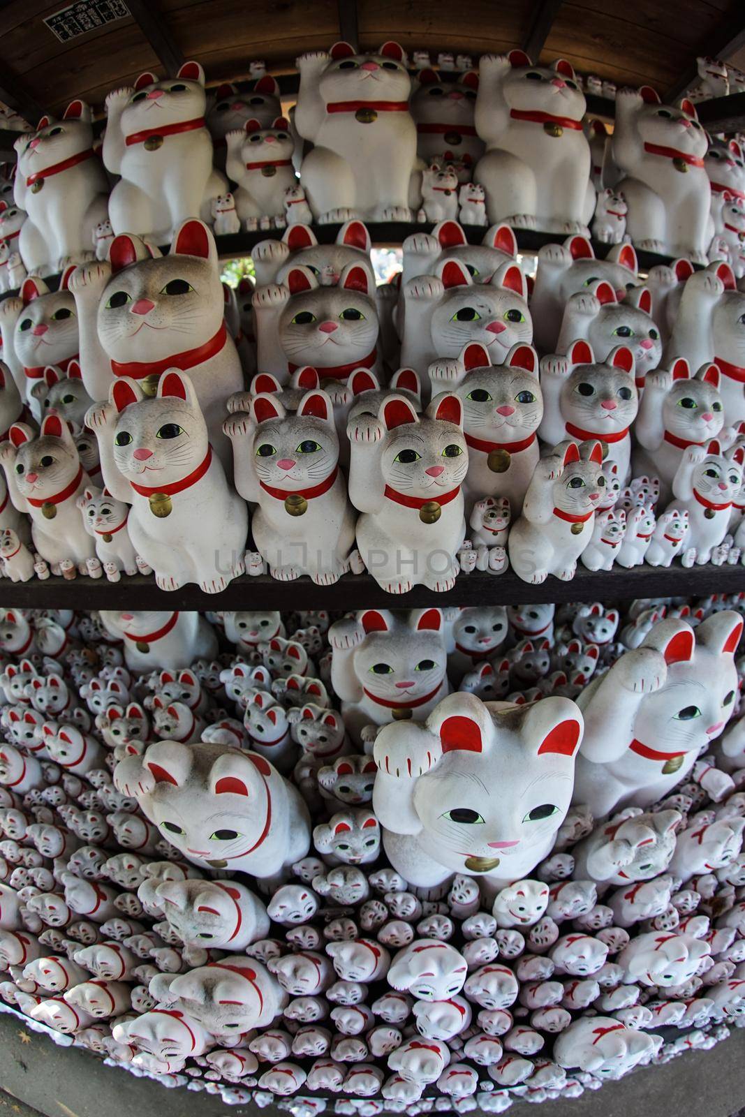 Image of invited cat (Tokyo, Gotokuji). Shooting Location: Tokyo metropolitan area