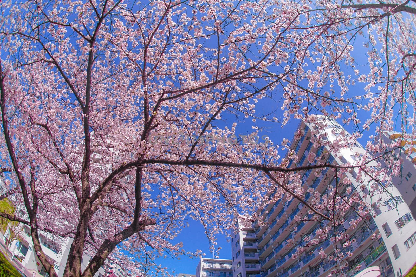 Cherry blossoms and towns of the full bloom of the Sakiko River. Shooting Location: Yokohama-city kanagawa prefecture