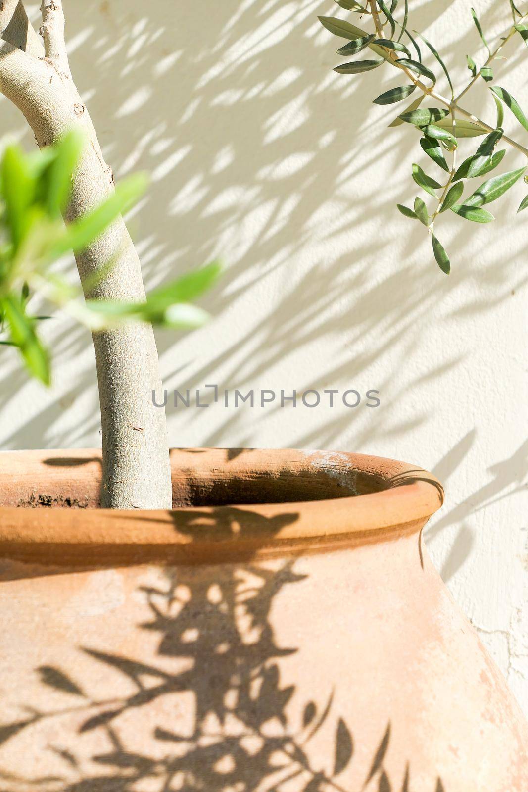 Olive tree and sunshine - gardening, nature background and environmental concept. The beauty of a green garden