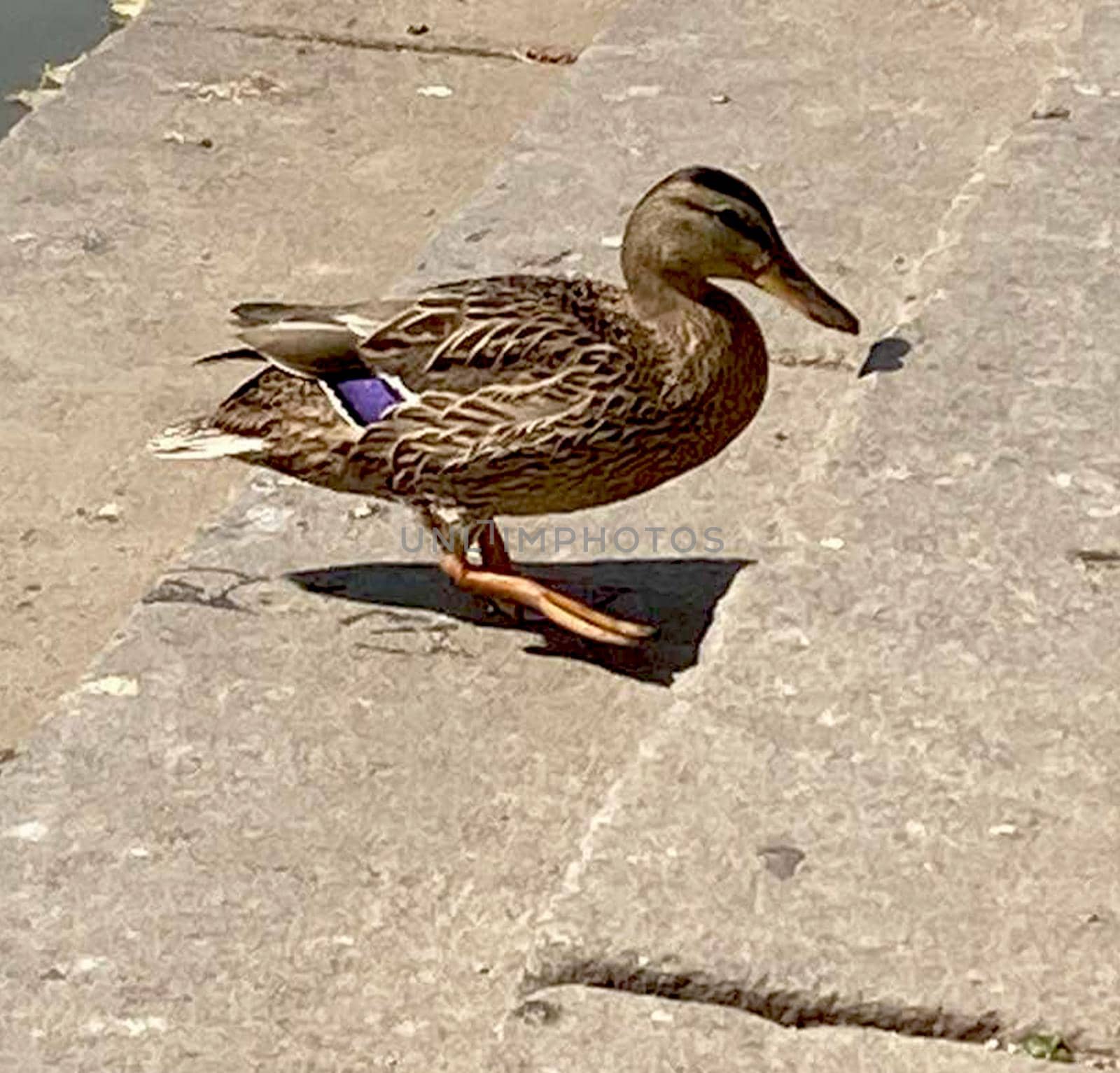 Close-up of a Mallard or Wild Duck . High quality photo