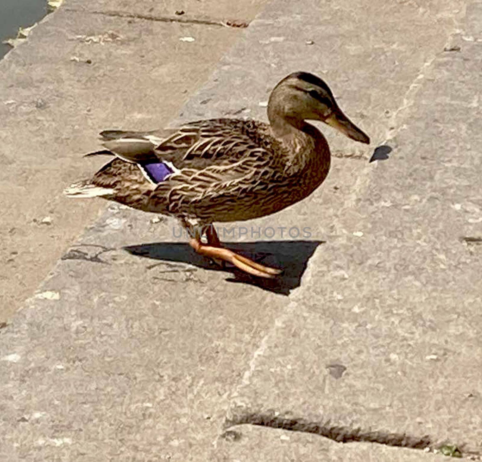 Close-up of a Mallard or Wild Duck. by Margo