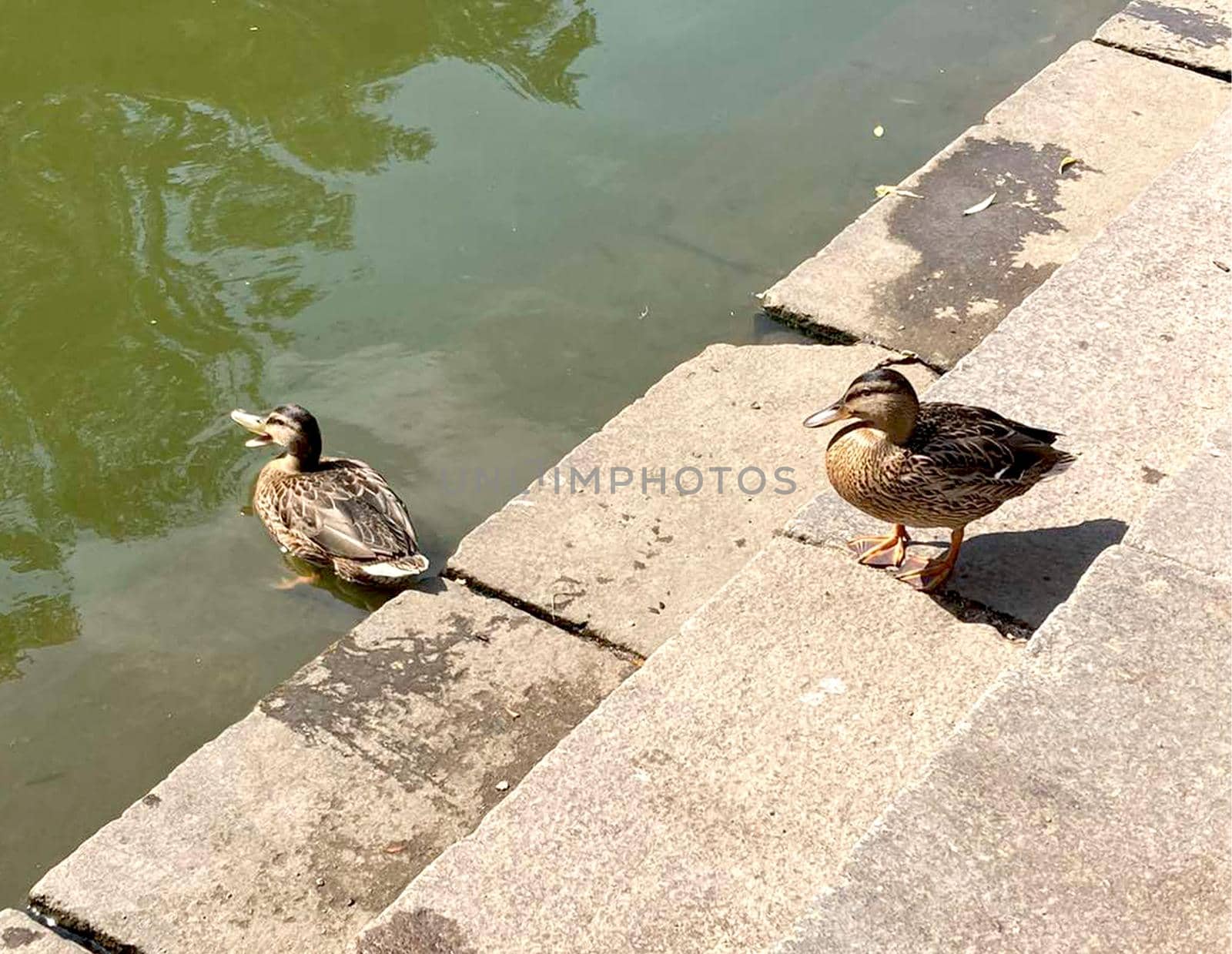 Close-up of a Mallard or Wild Duck . High quality photo