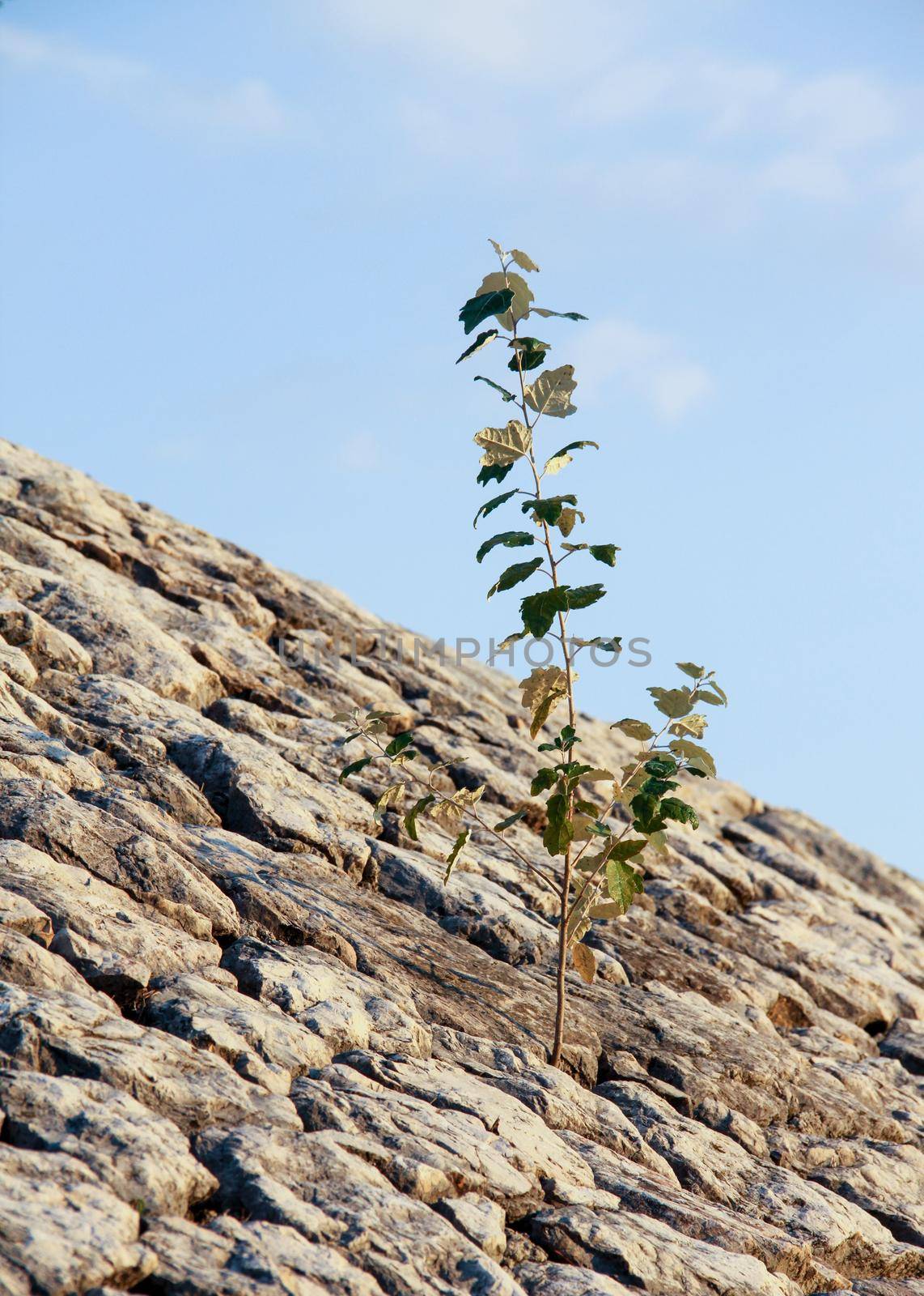 lonely plant on rocky stones blue sky in the background by gallofoto