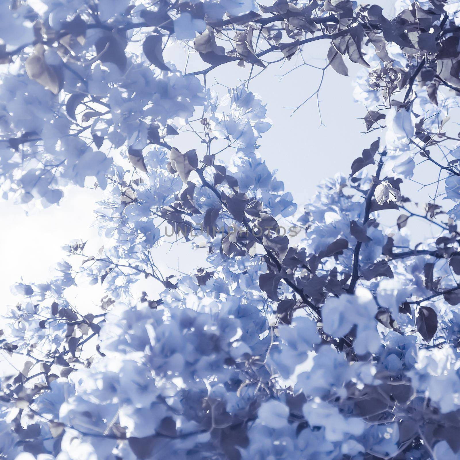 Blue floral composition by Anneleven
