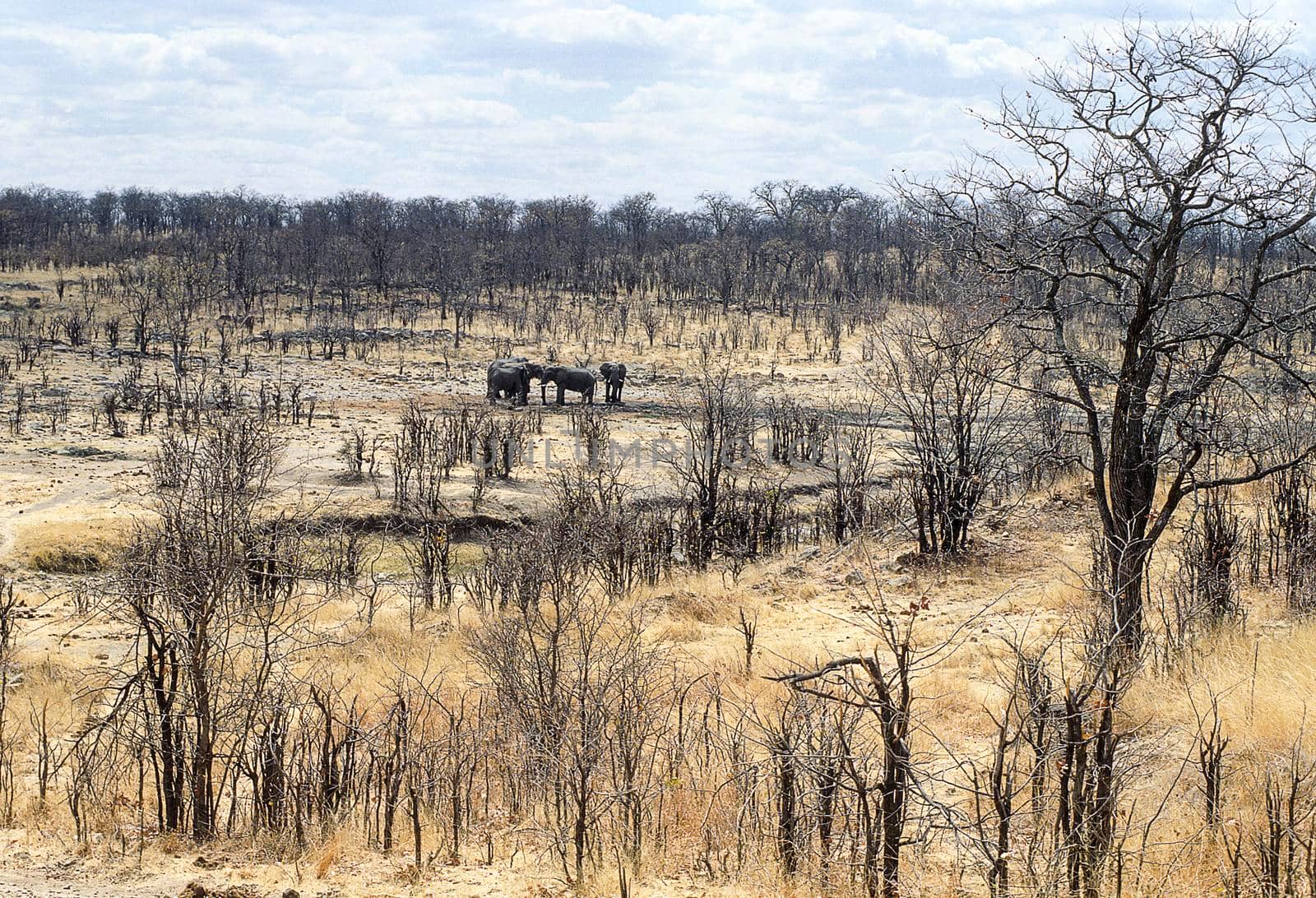 herd of elephants (loxodonta africana) into the bush, Hwange National Park, Zimbabwe, Africa