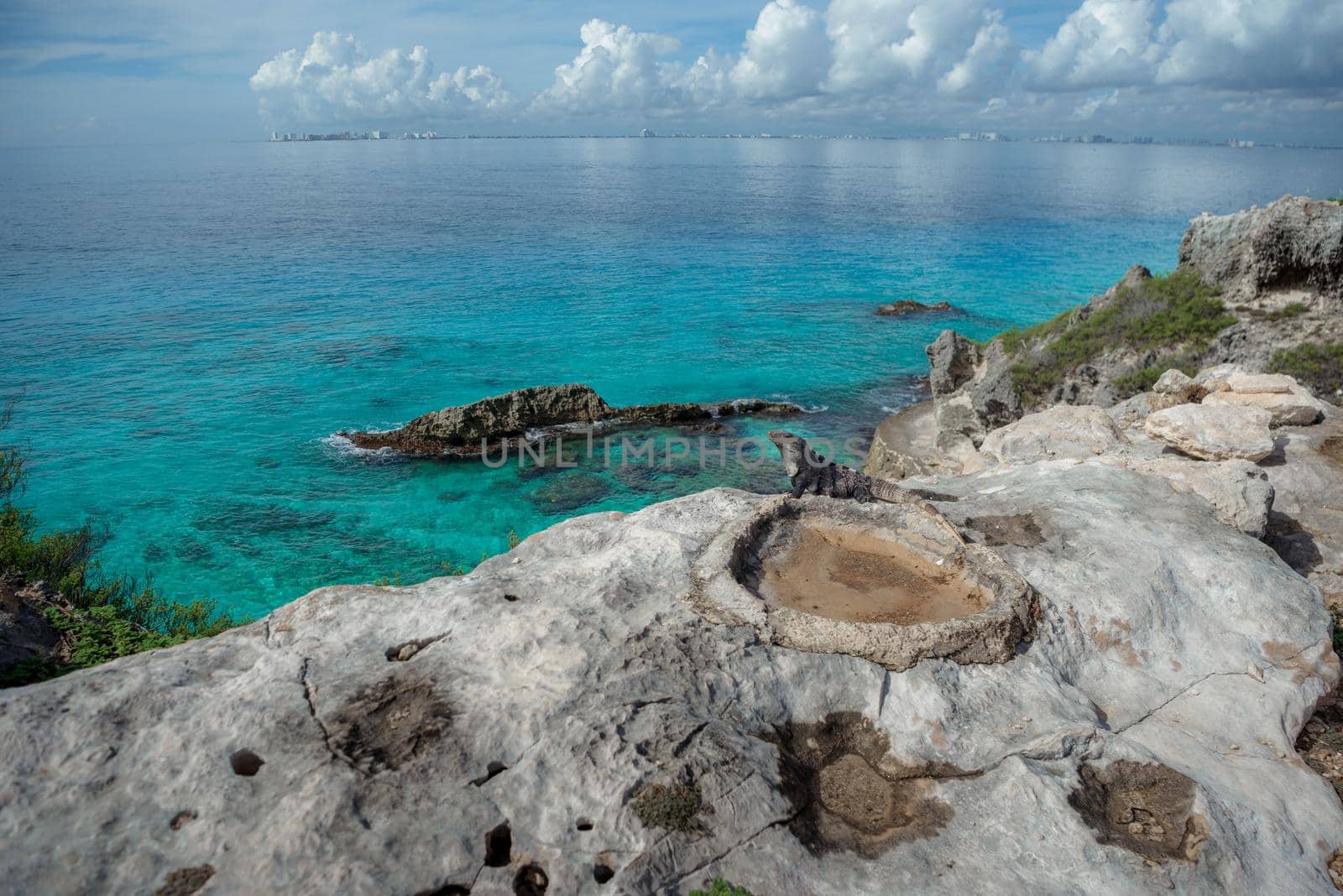 A gray iguana on a rock with the Caribbean Sea.