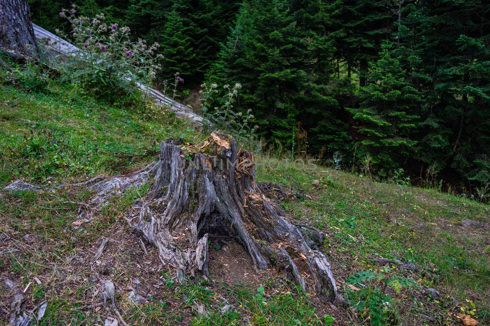 Mountain landscape in famous recreation zone of Guria region in western part of Georgia