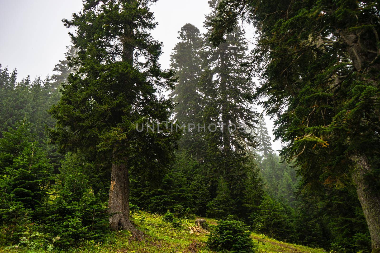 Mountain landscape in famous recreation zone of Guria region in western part of Georgia