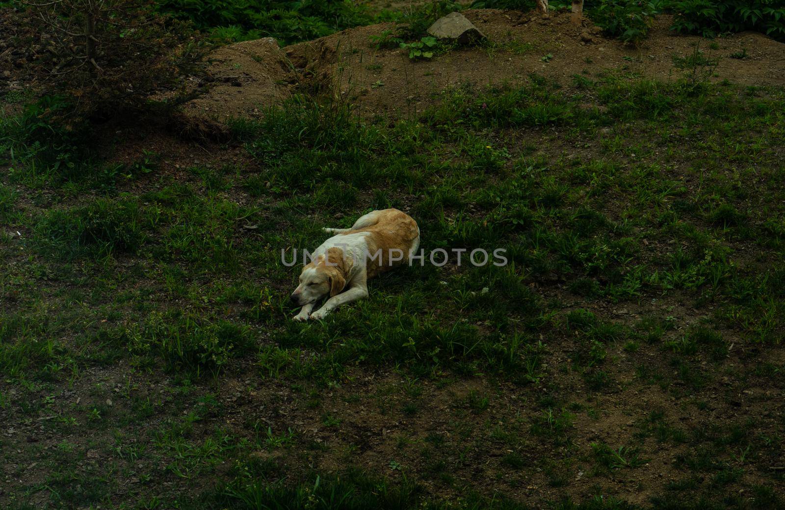Sad homeless dog in summer meadow