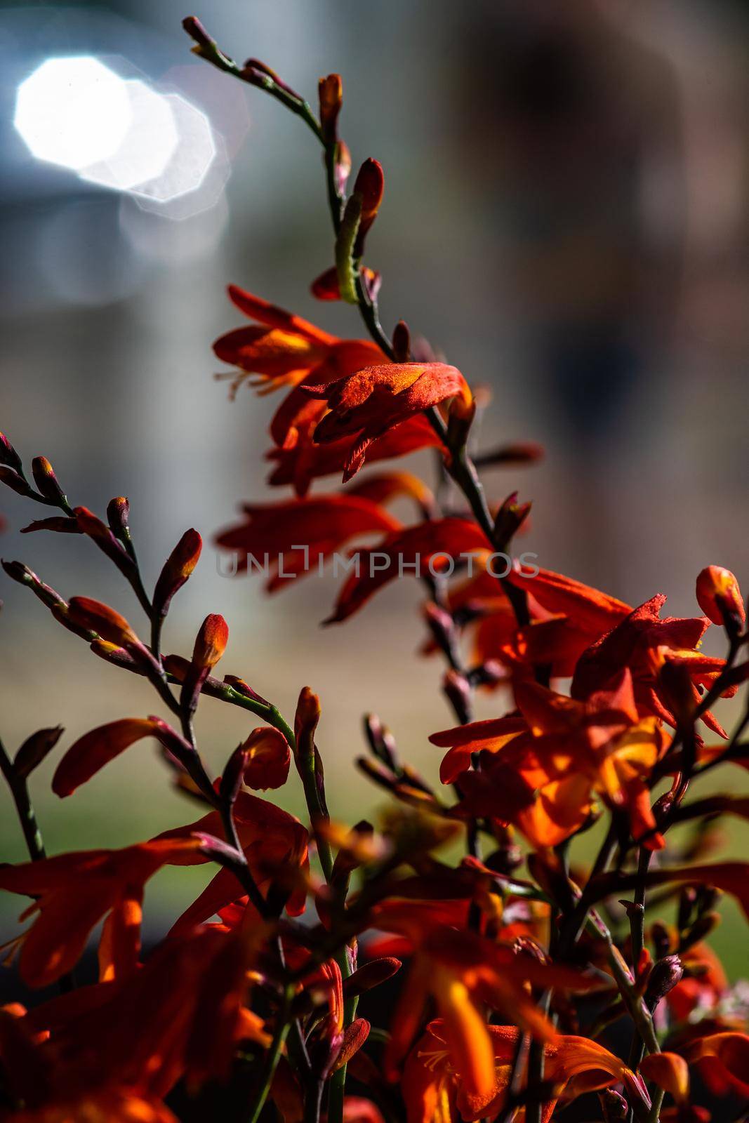 Red wild lily flowers in the vase as a interior decoration