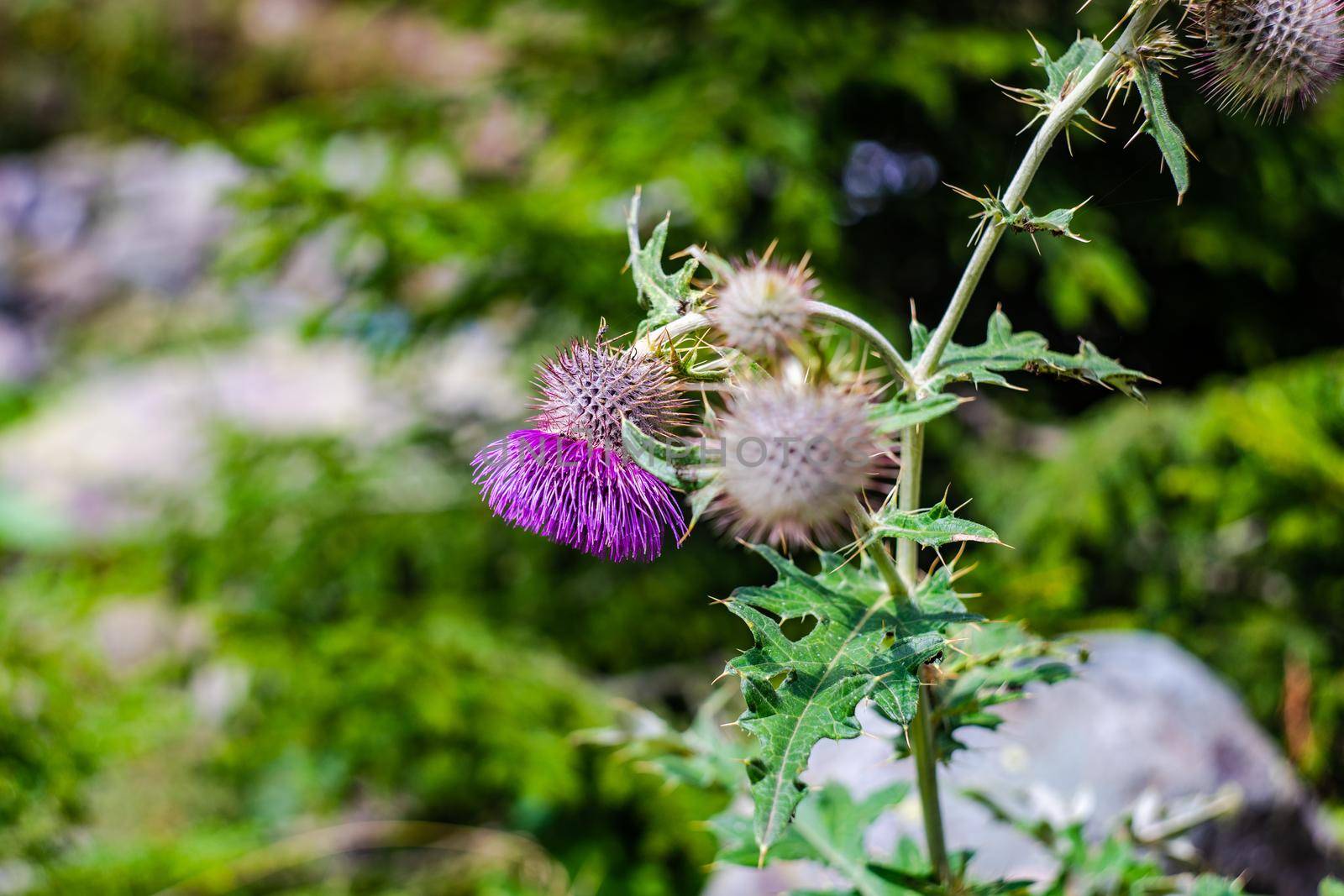 Purple thorny flowers in the forest by Elet