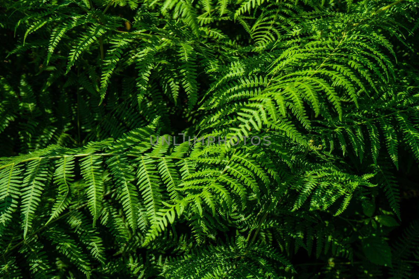 Green leaves of fern plant by Elet