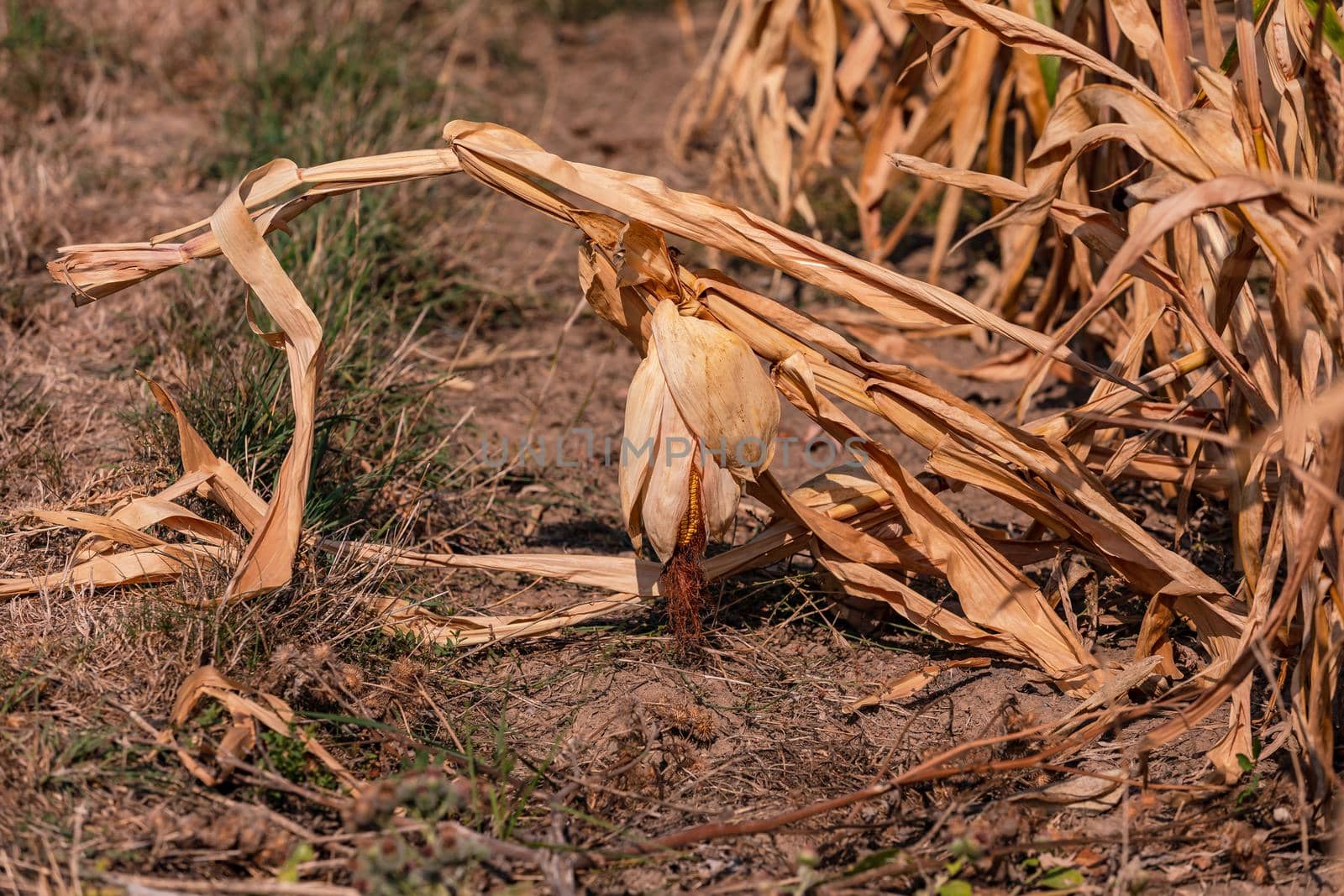 Withered corn cobs in a corn field marked by drought, Europe