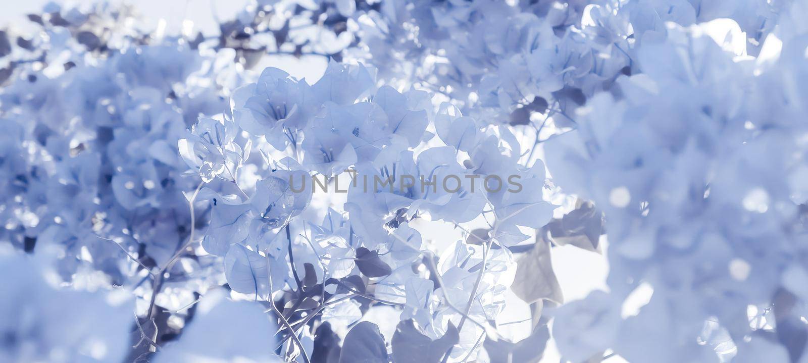 Blue floral composition by Anneleven