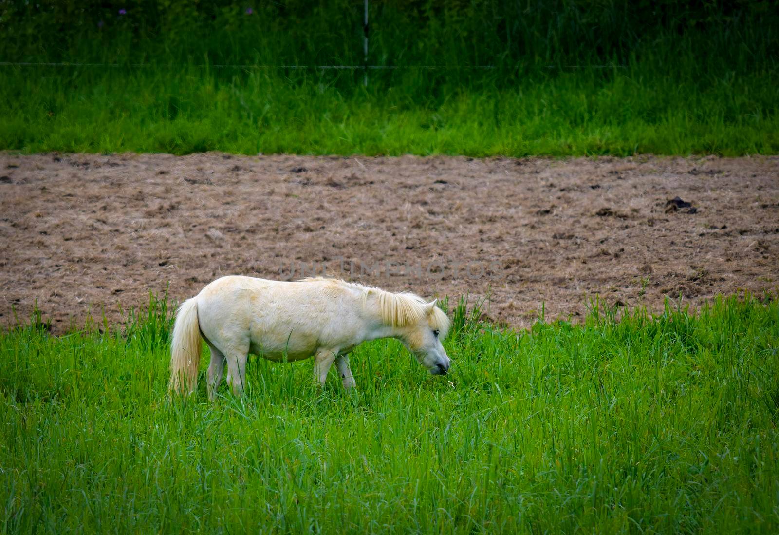 A View of a Miniature White Horse, Grazing in a Tall Grass Field