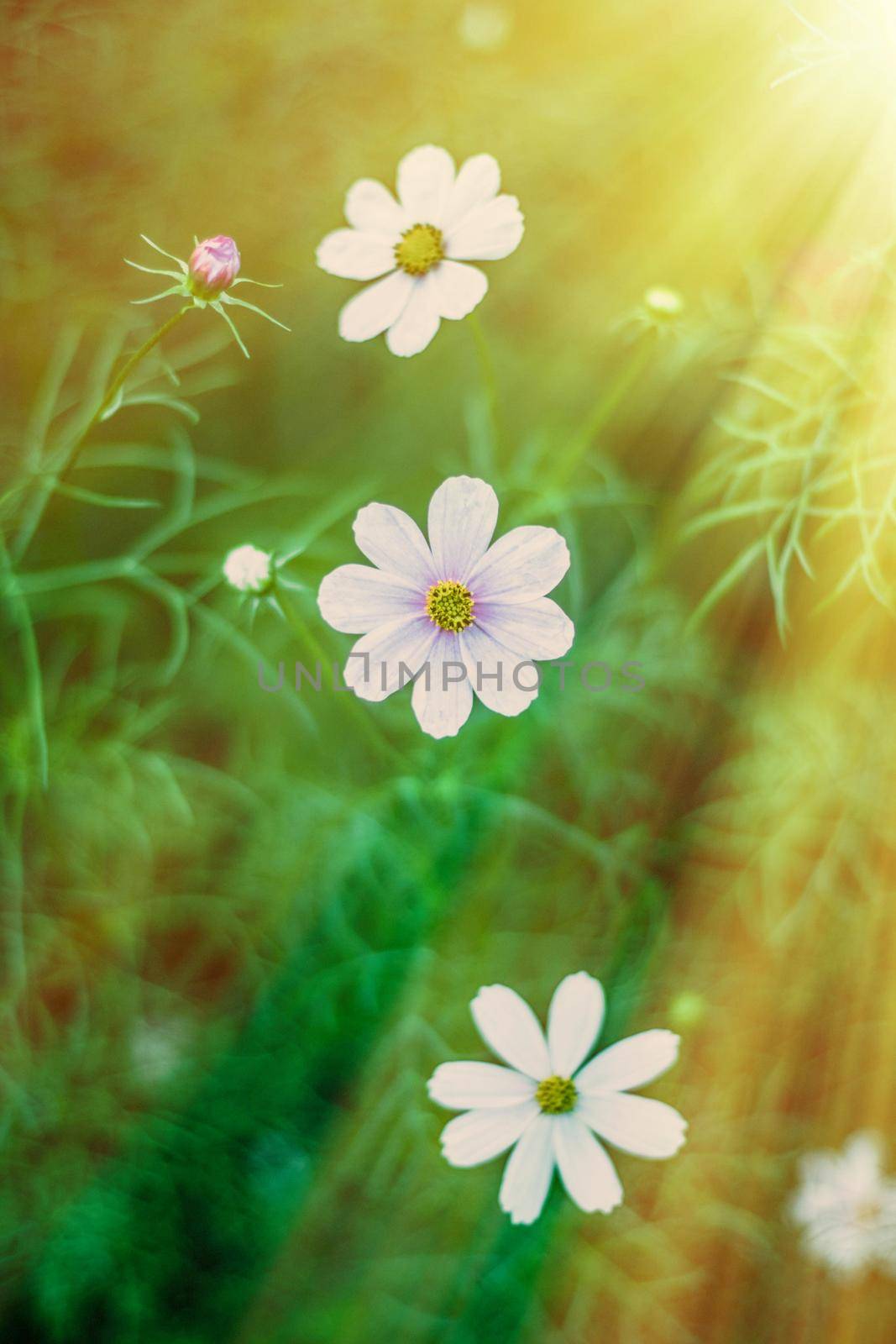 Daisy flowers in sunlight - springtime, beauty in nature and gardening concept. Garden dream in sunny day