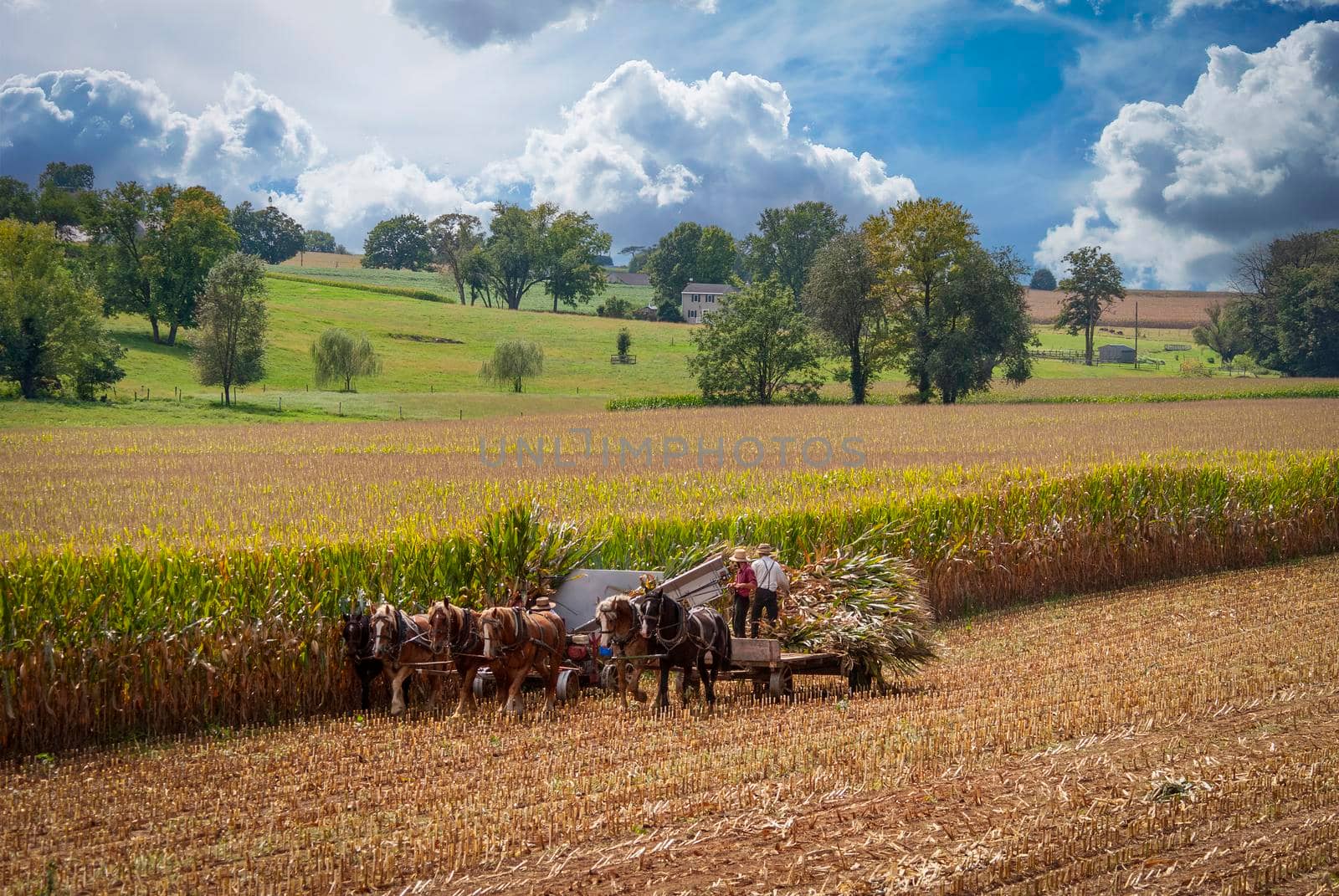 A View of Amish Harvesting There Corn Using Six Horses and Three Men as it was Done Years Ago on a Sunny Fall Day