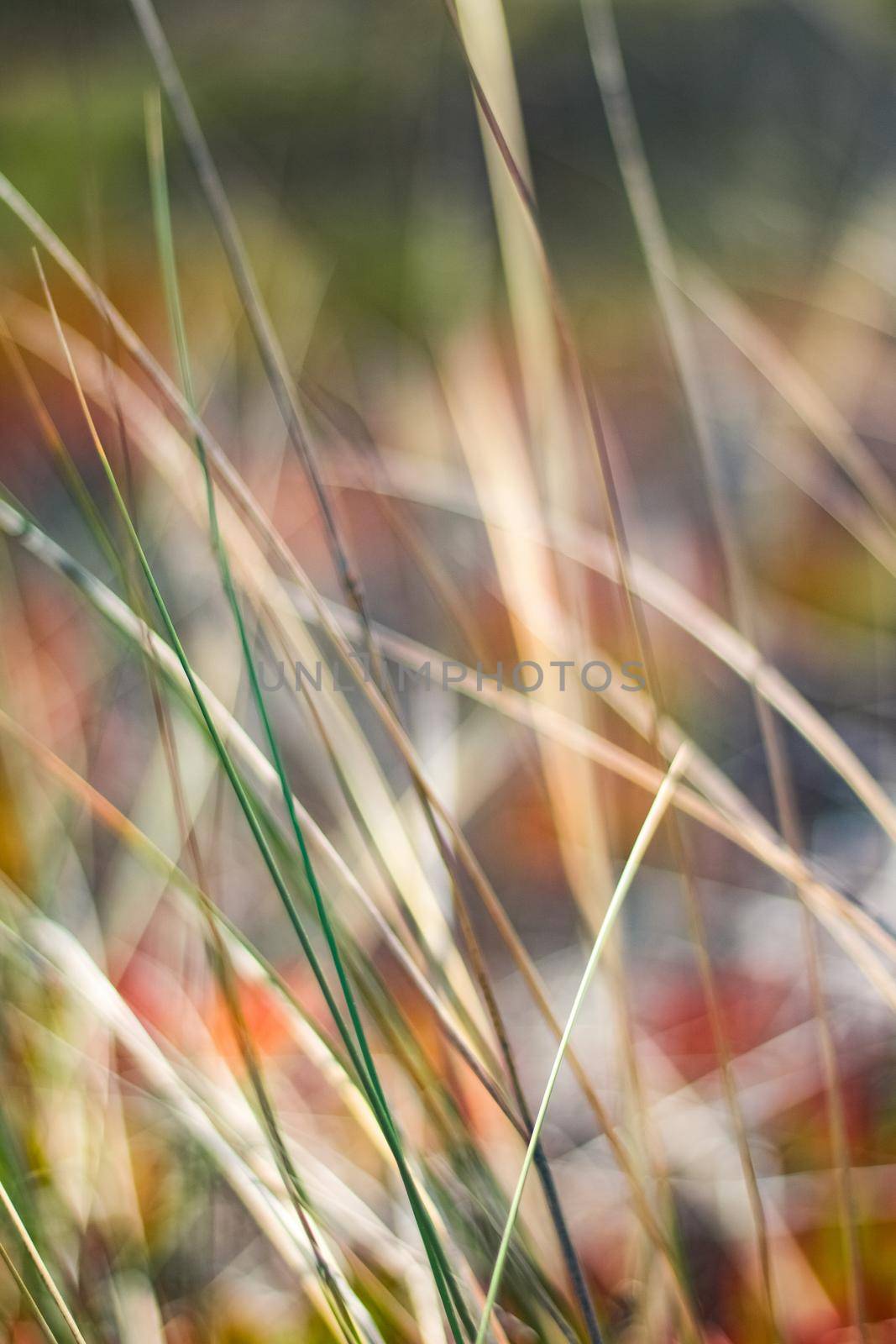 Rustic spring field by Anneleven