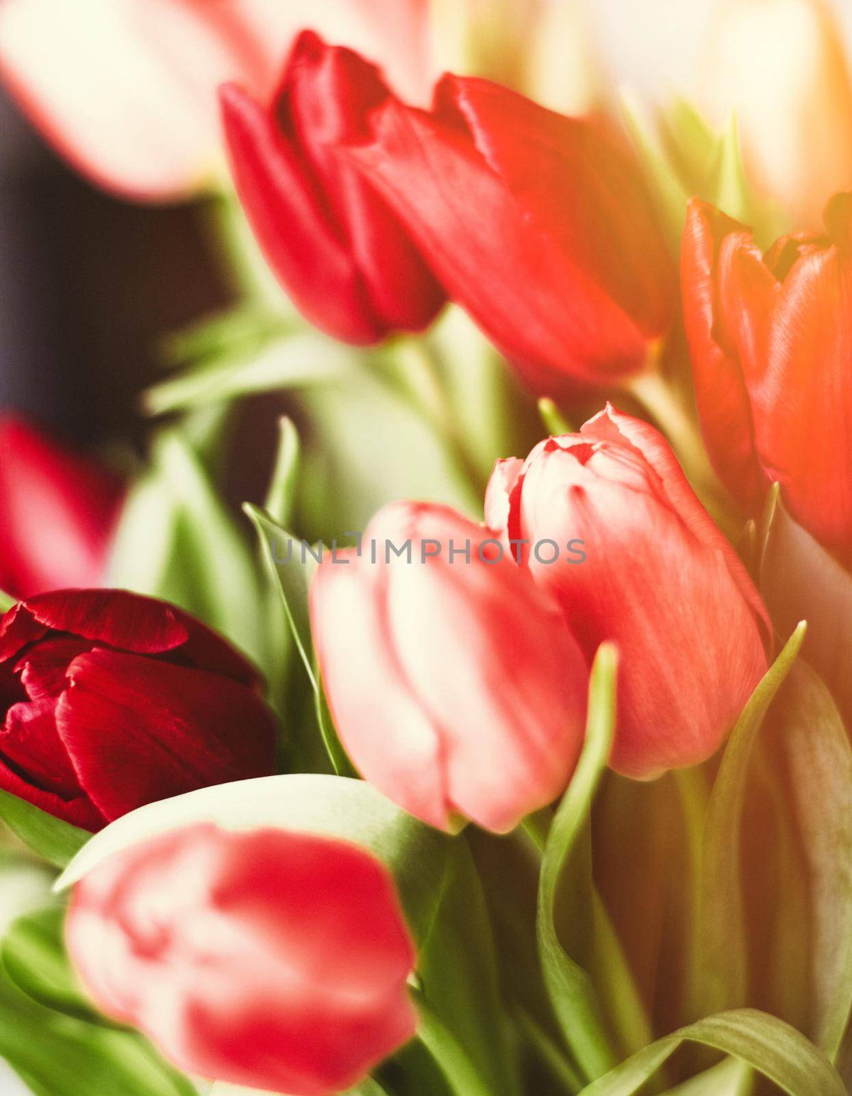 Bouquet of tulips in bloom - mothers day, springtime and international womens day concept. Brighten up your home with flowers