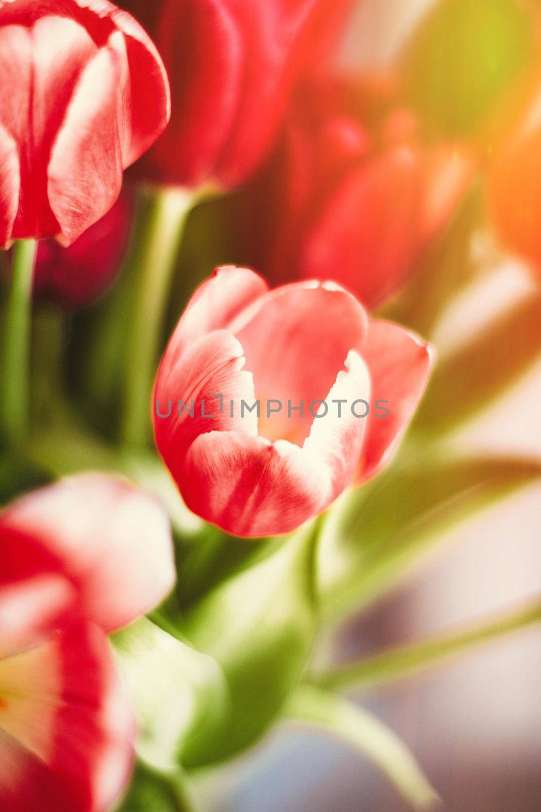 Bouquet of tulips in bloom - mothers day, springtime and international womens day concept. Brighten up your home with flowers