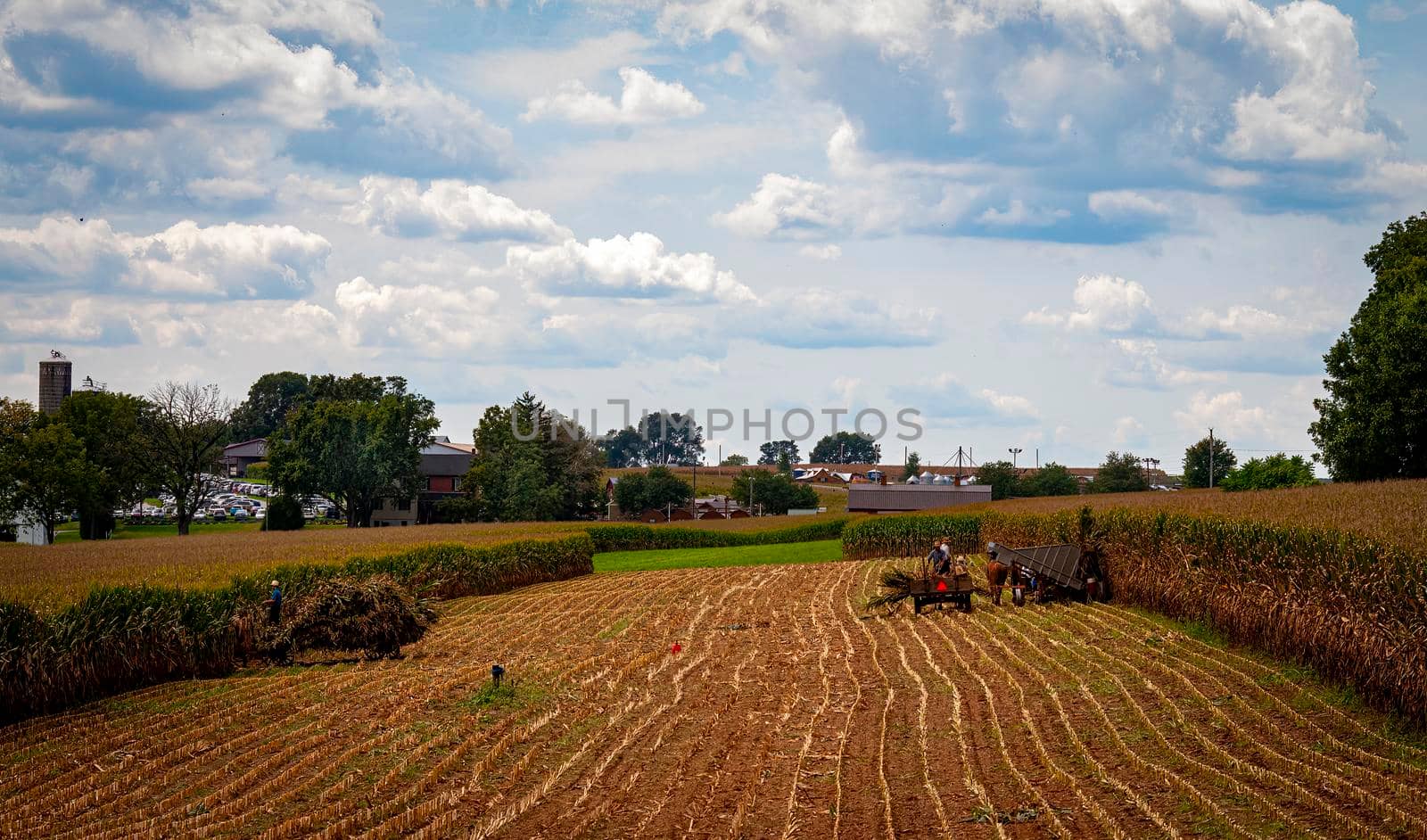 A View of Amish Harvesting There Corn Using Six Horses and Three Men as it was Done Years Ago on a Sunny Fall Day