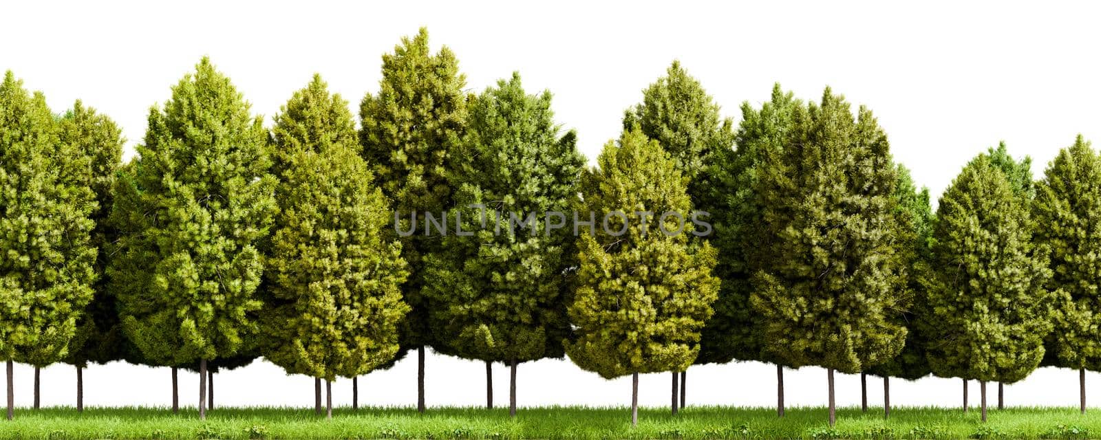 Row of trees isolated on white background. 3D rendering illustration.
