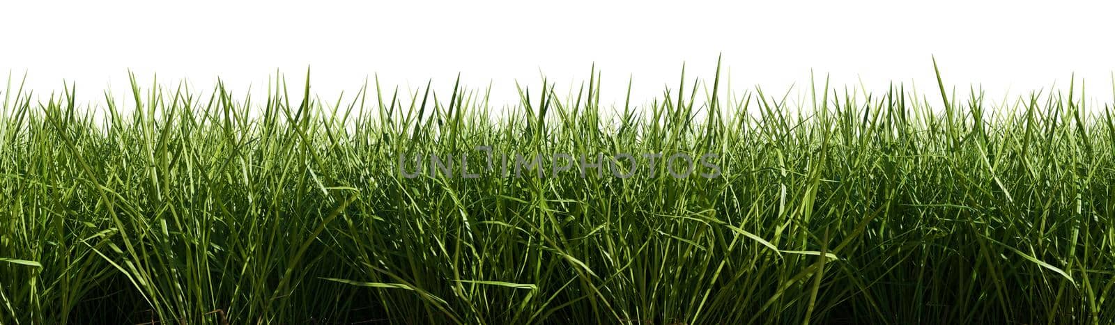Isolated green grass on a white background, 3d rendering illustration.