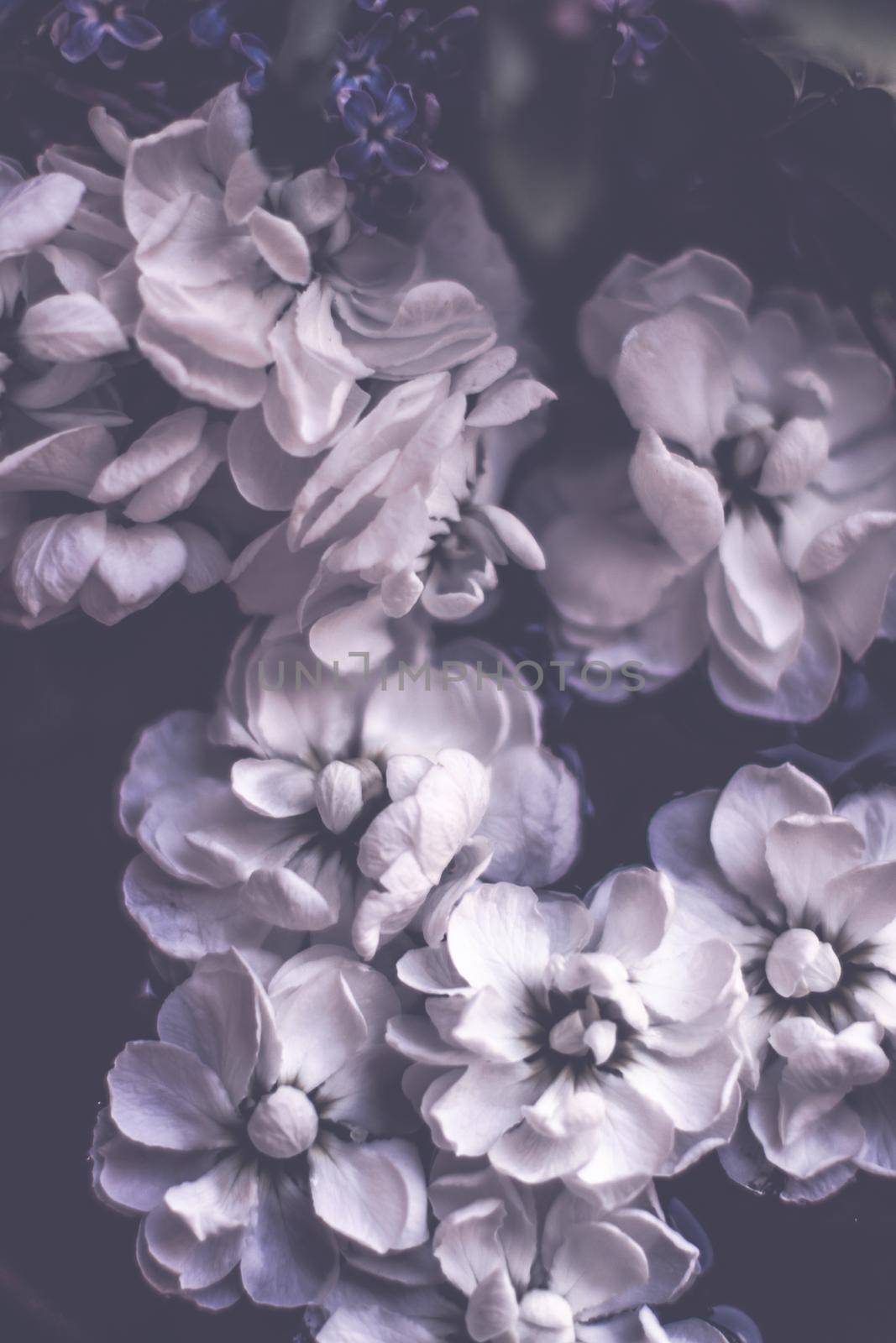 Vintage floral background by Anneleven