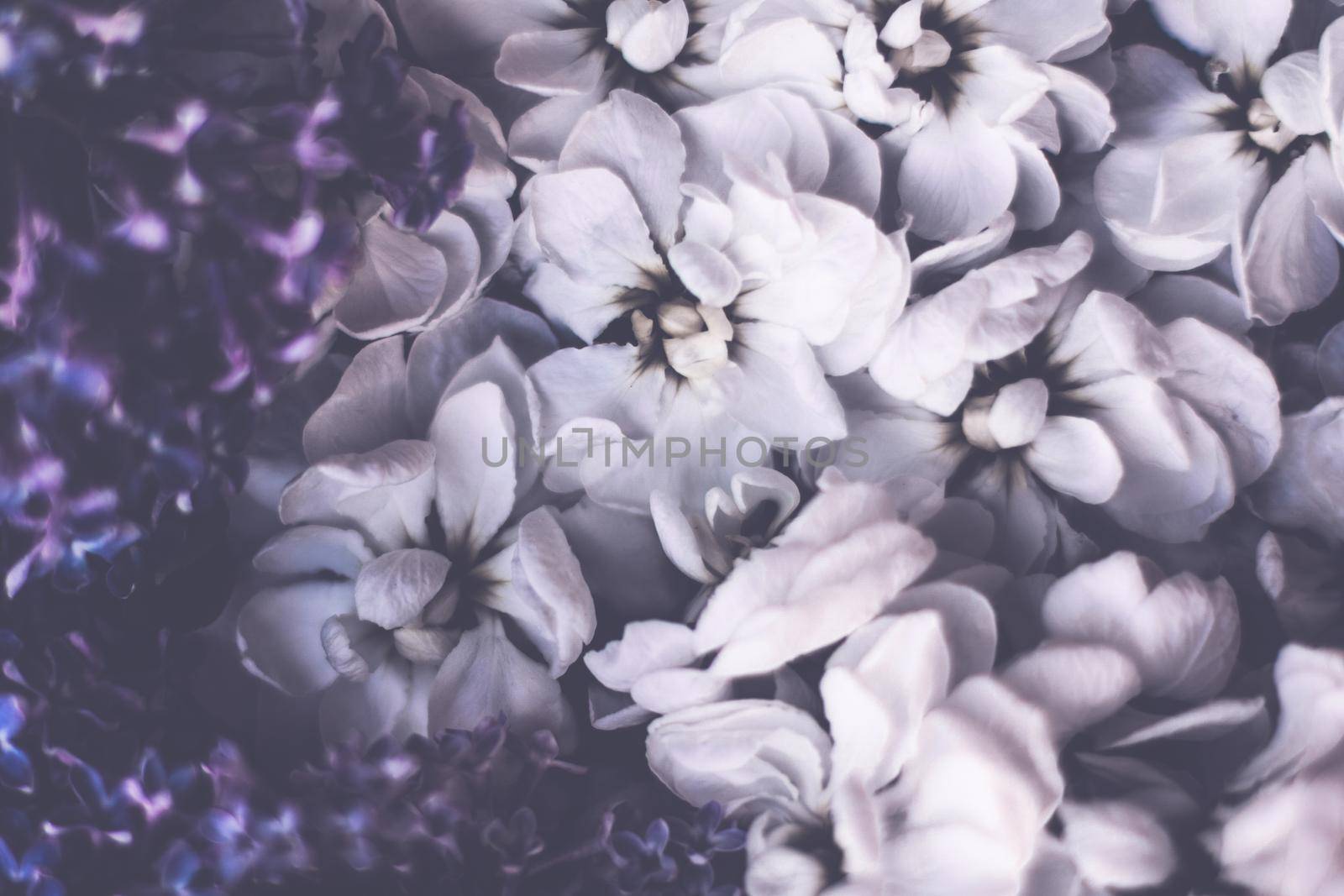 Vintage floral background by Anneleven