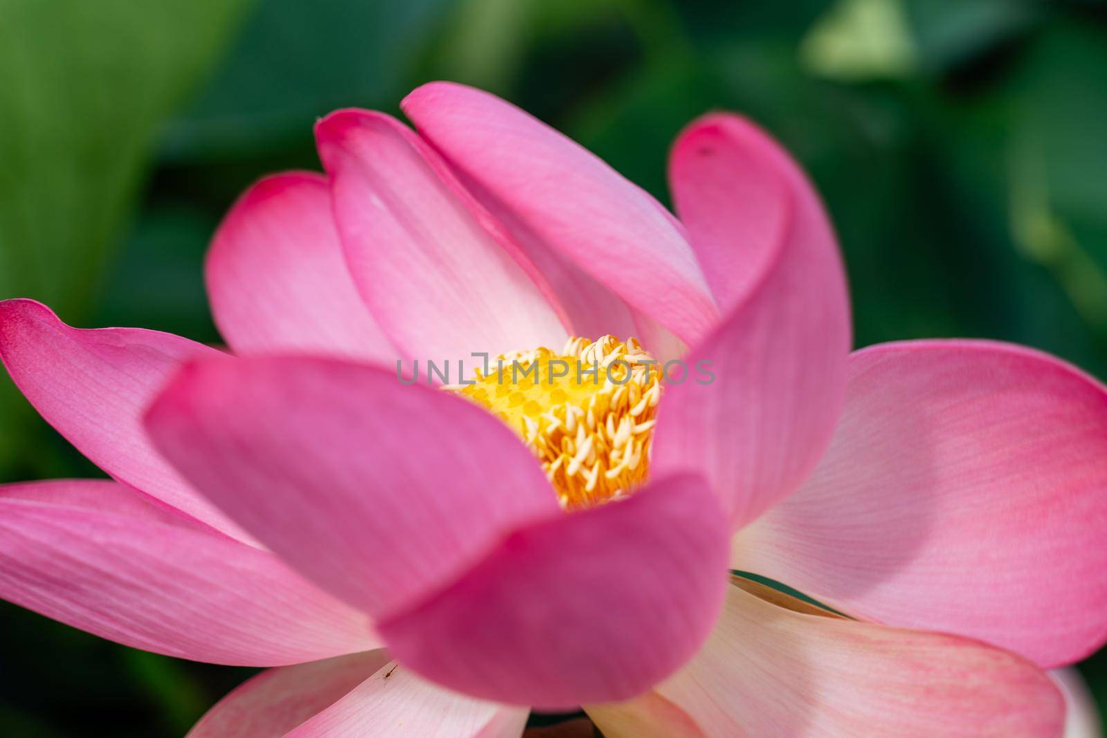 A pink lotus flower sways in the wind. Against the background of their green leaves. Lotus field on the lake in natural environment