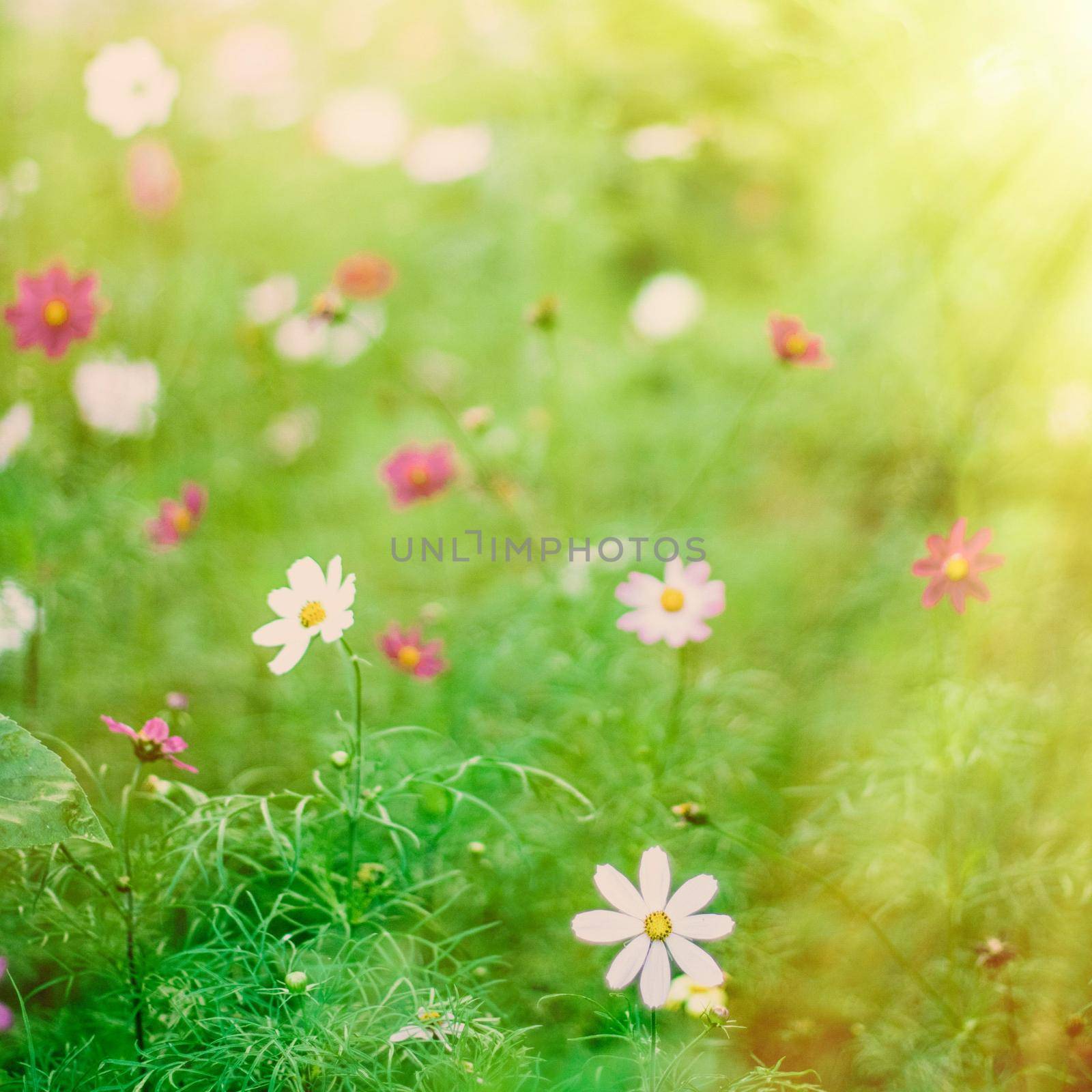 Daisy flowers in sunlight - springtime, beauty in nature and gardening concept. Garden dream in sunny day