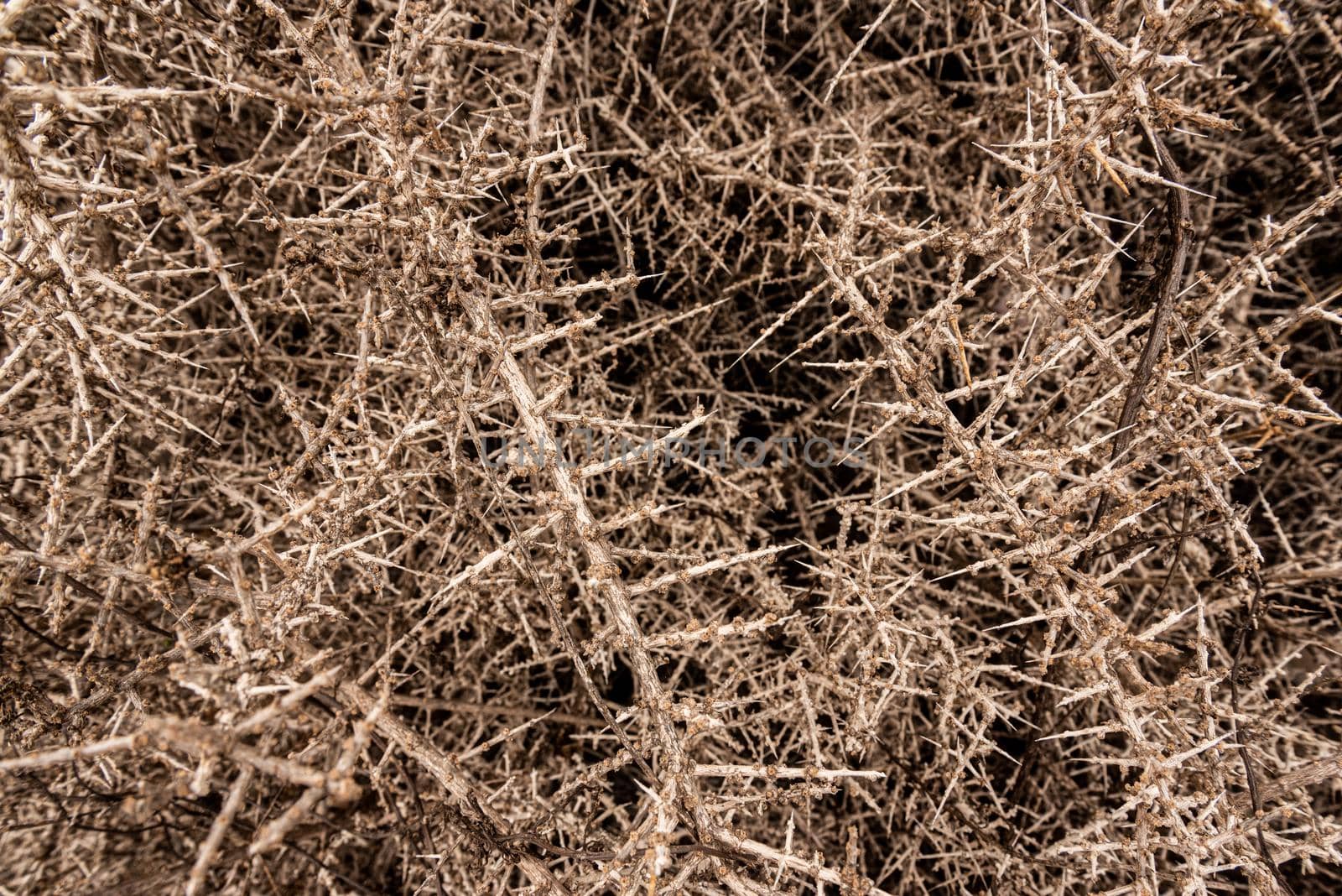 Full frame closeup backdrop of brown dried twigs of tumbleweed plant with prickles