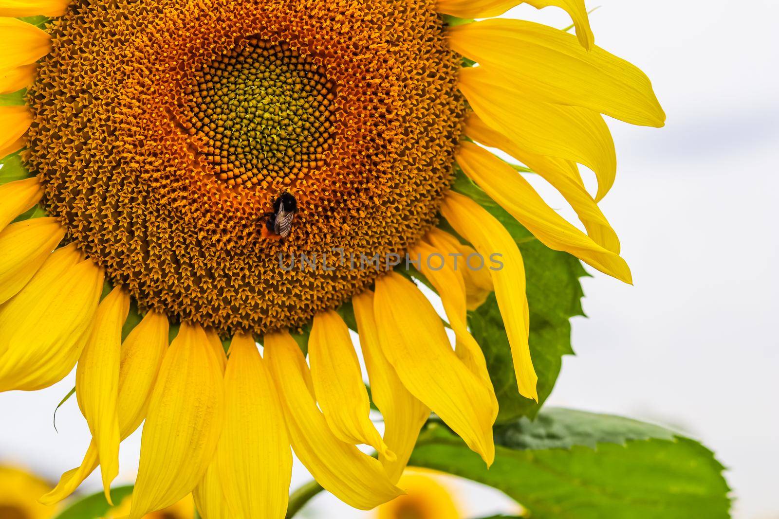 Yellow sunflower with bumblebee on the core of flower close up by Olayola