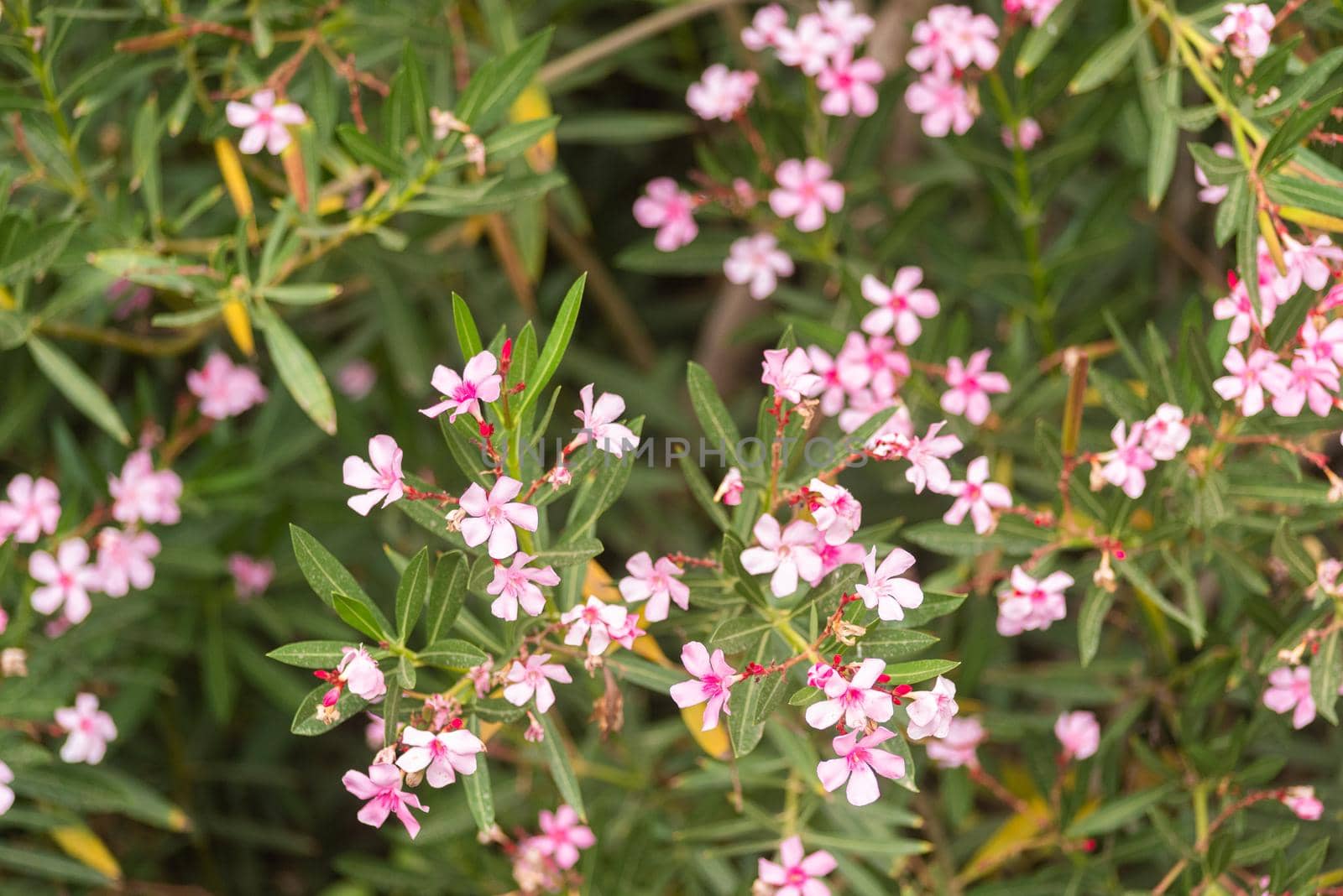 Pink blooming flowers and green leaves of soapworts growing in garden on summer day