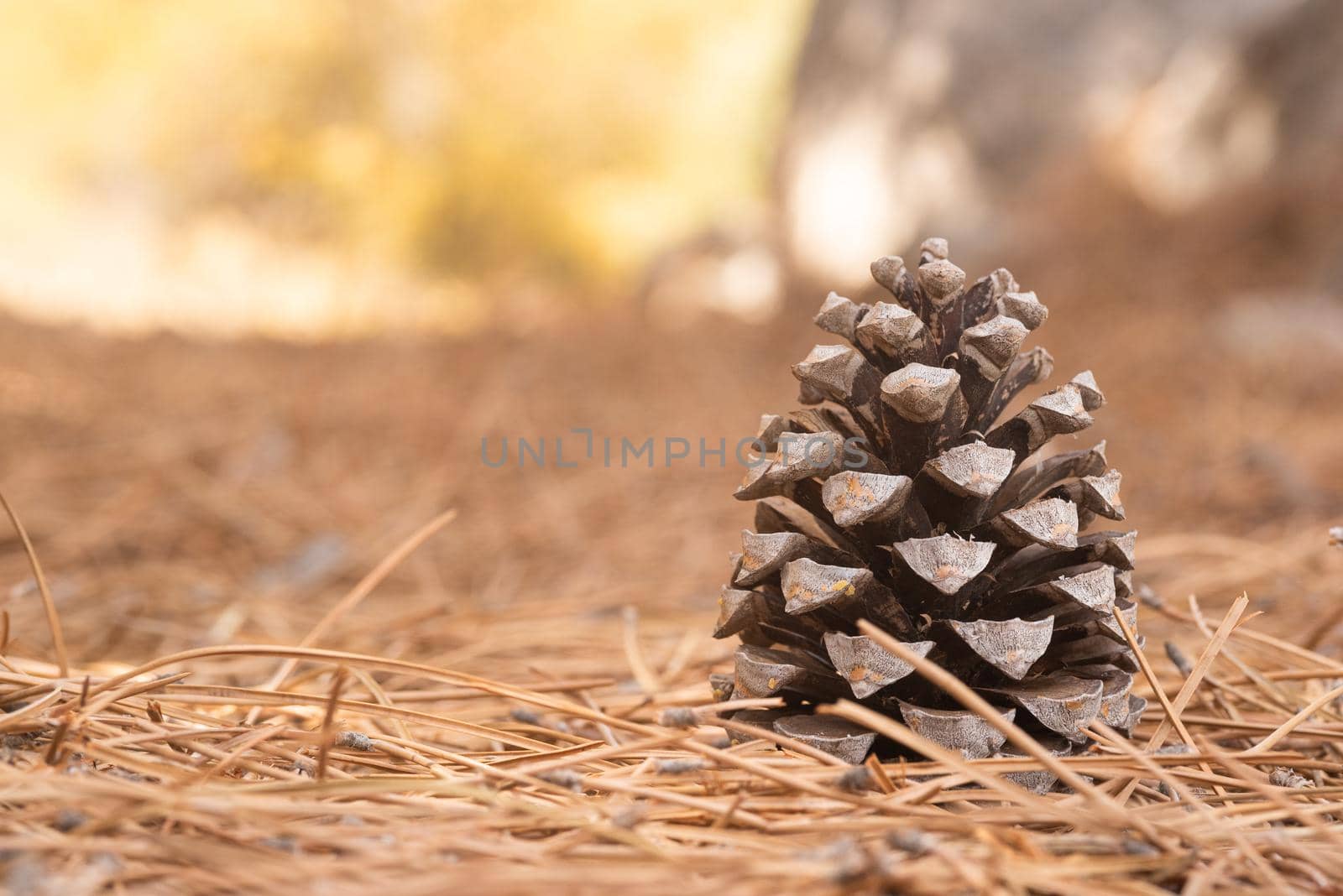 Closeup of dry pine cone on yellow fir needles in sunlight in selective focus