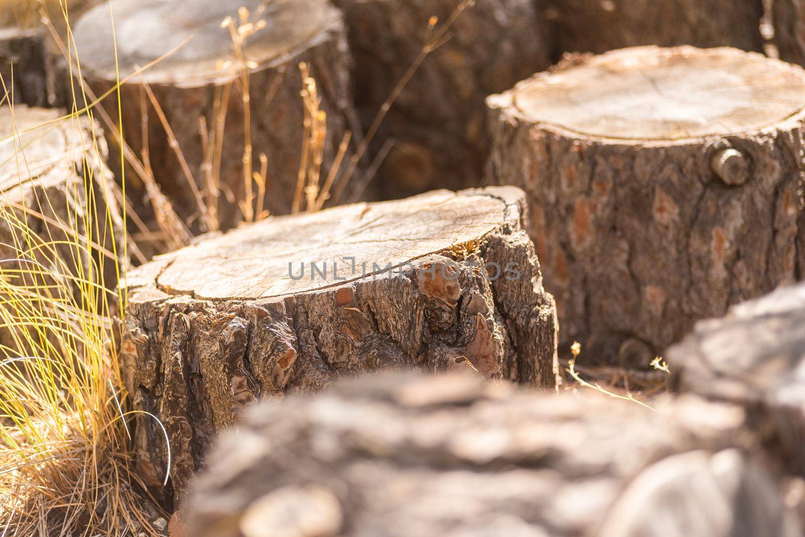 Many cut stumps of trees with dry brown bark on lawn with grass in woodland in daylight