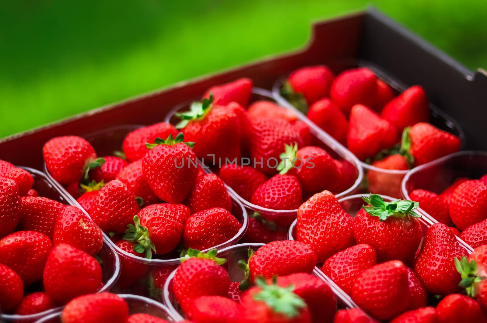 Strawberries packaged in box, sweet ripe perfect strawberry harvest, organic garden and agriculture concept