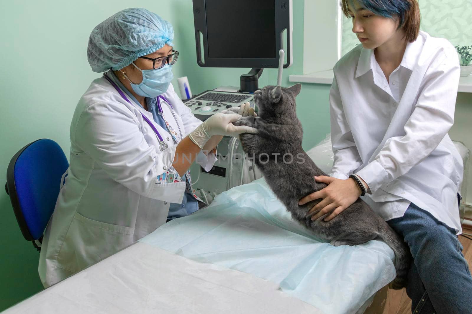 examination of a cat in a veterinary clinic. Woman veterinarian examines a sick gray cat. Soft focus