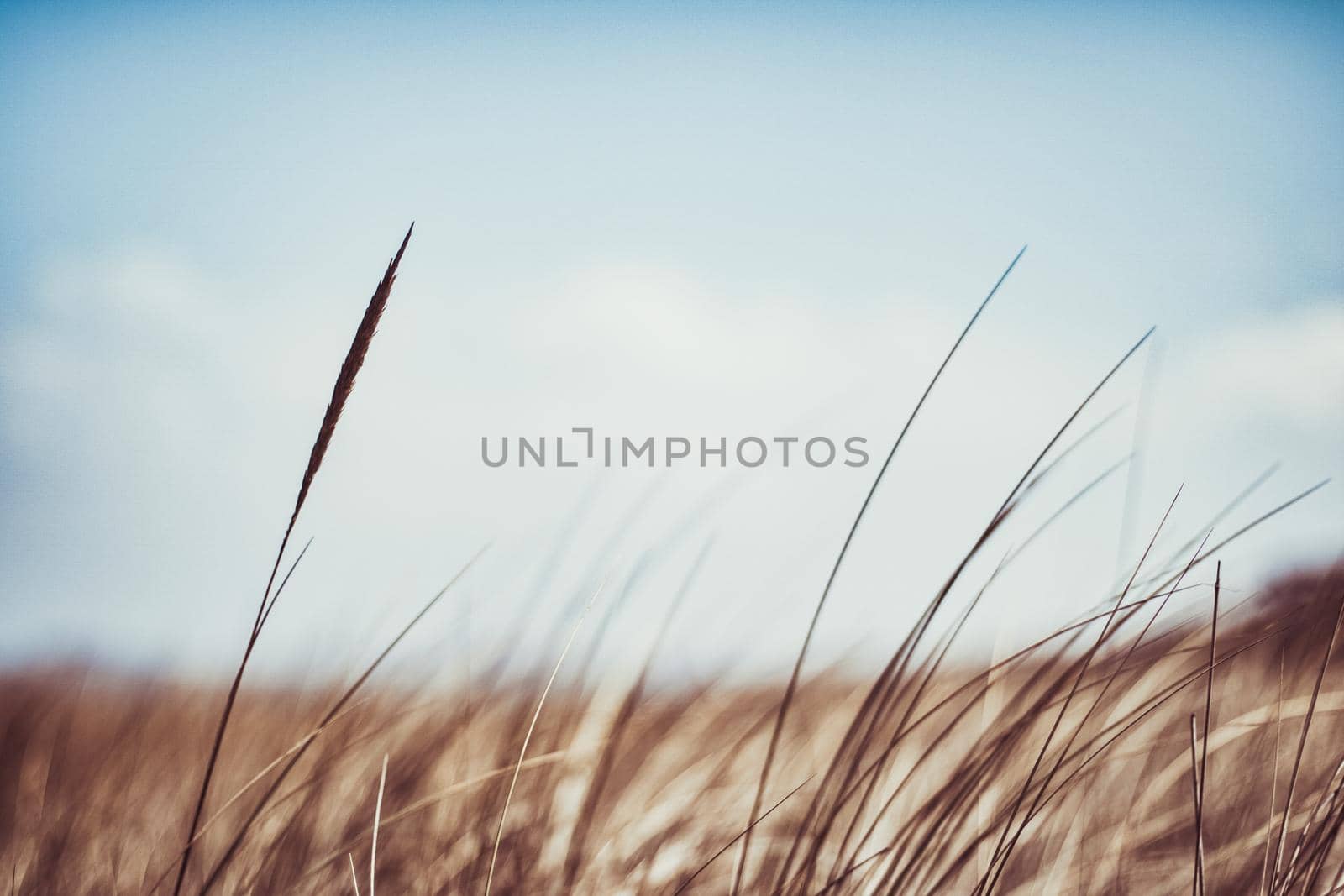 Rustic summer field by Anneleven