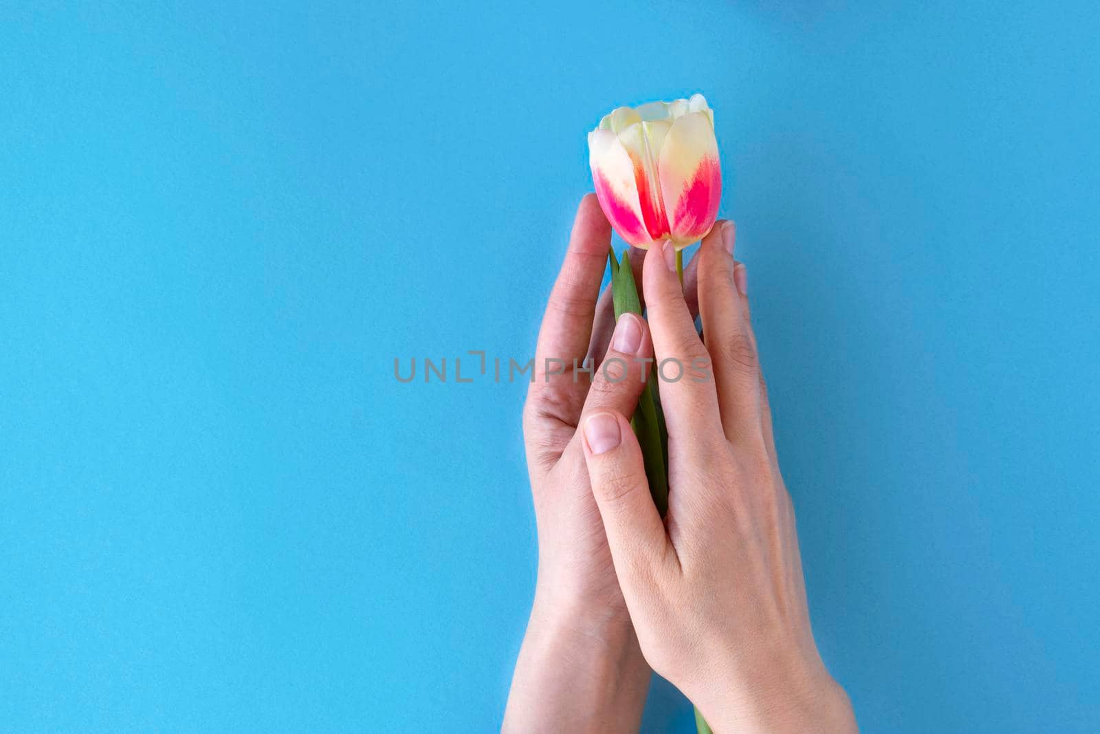 flat lay with young female hands holding tulip flower on blue background. concept of care, peace and protection. soft focus. by Leoschka