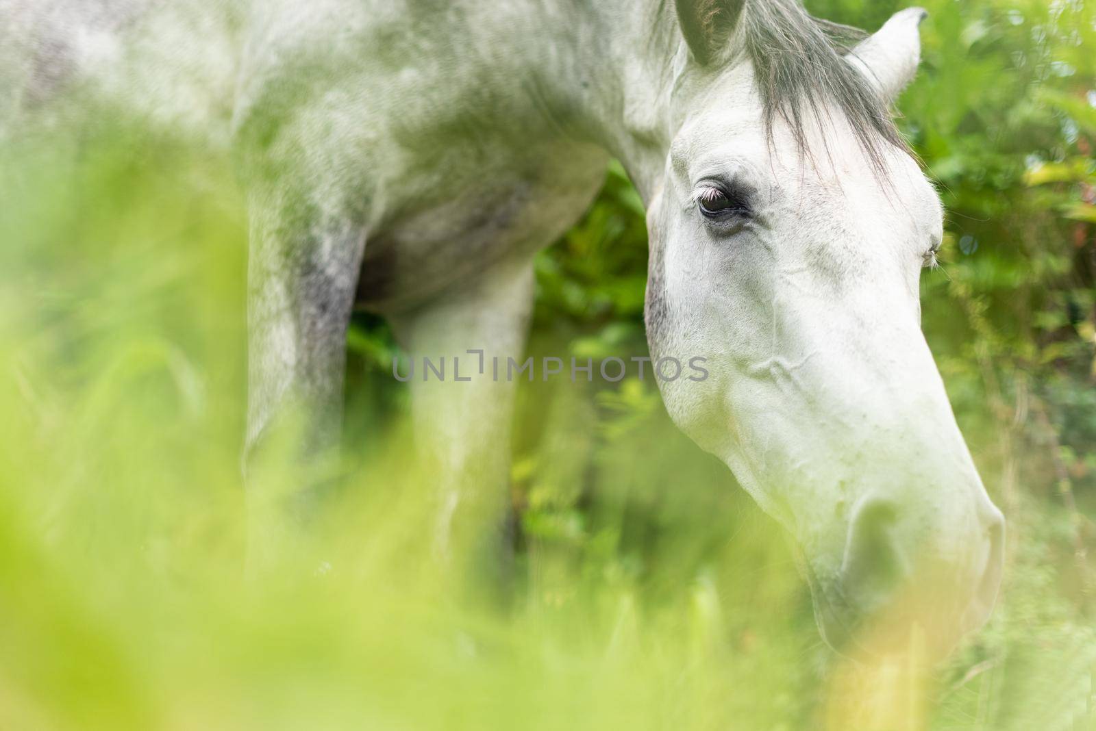 From below of white horse muzzle pasturing among green grass near trees on sunny field in summer day