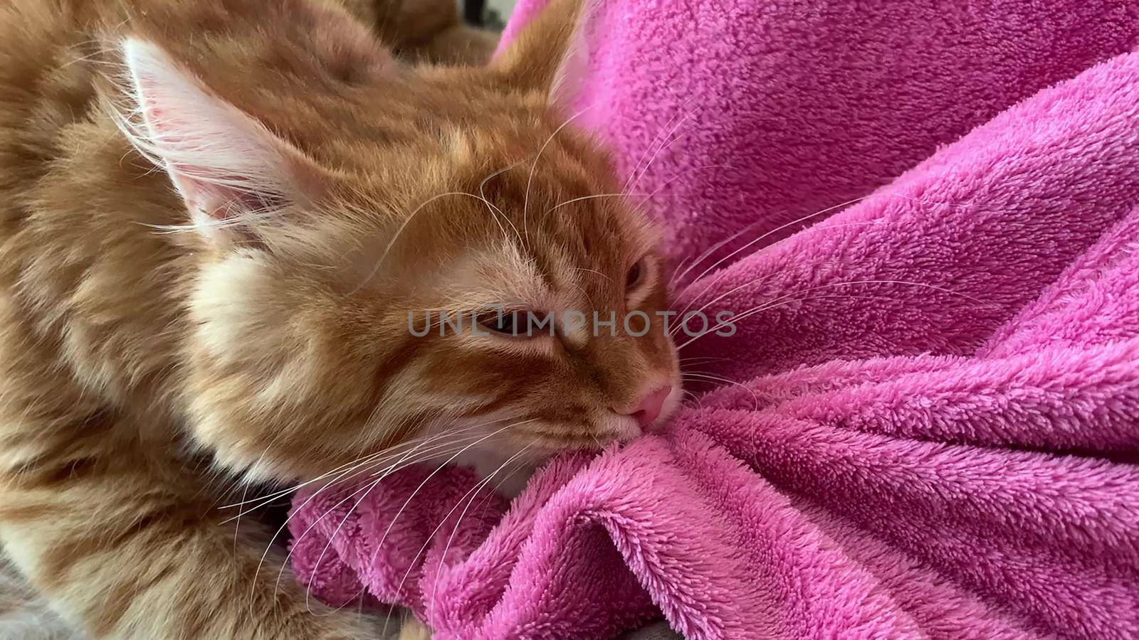 close up of a red kitten pulling a pink terry blanket over itself