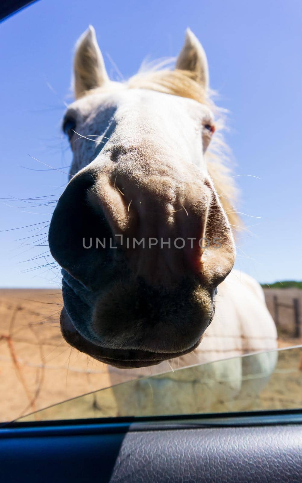 a horse looking through an open car window close up