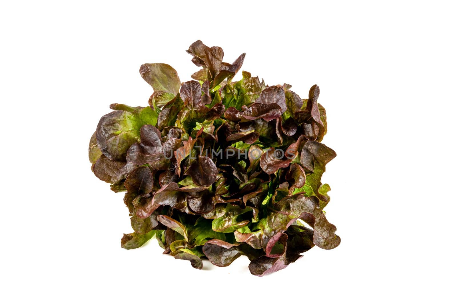 Newly harvested fresh lettuce on isolated white background