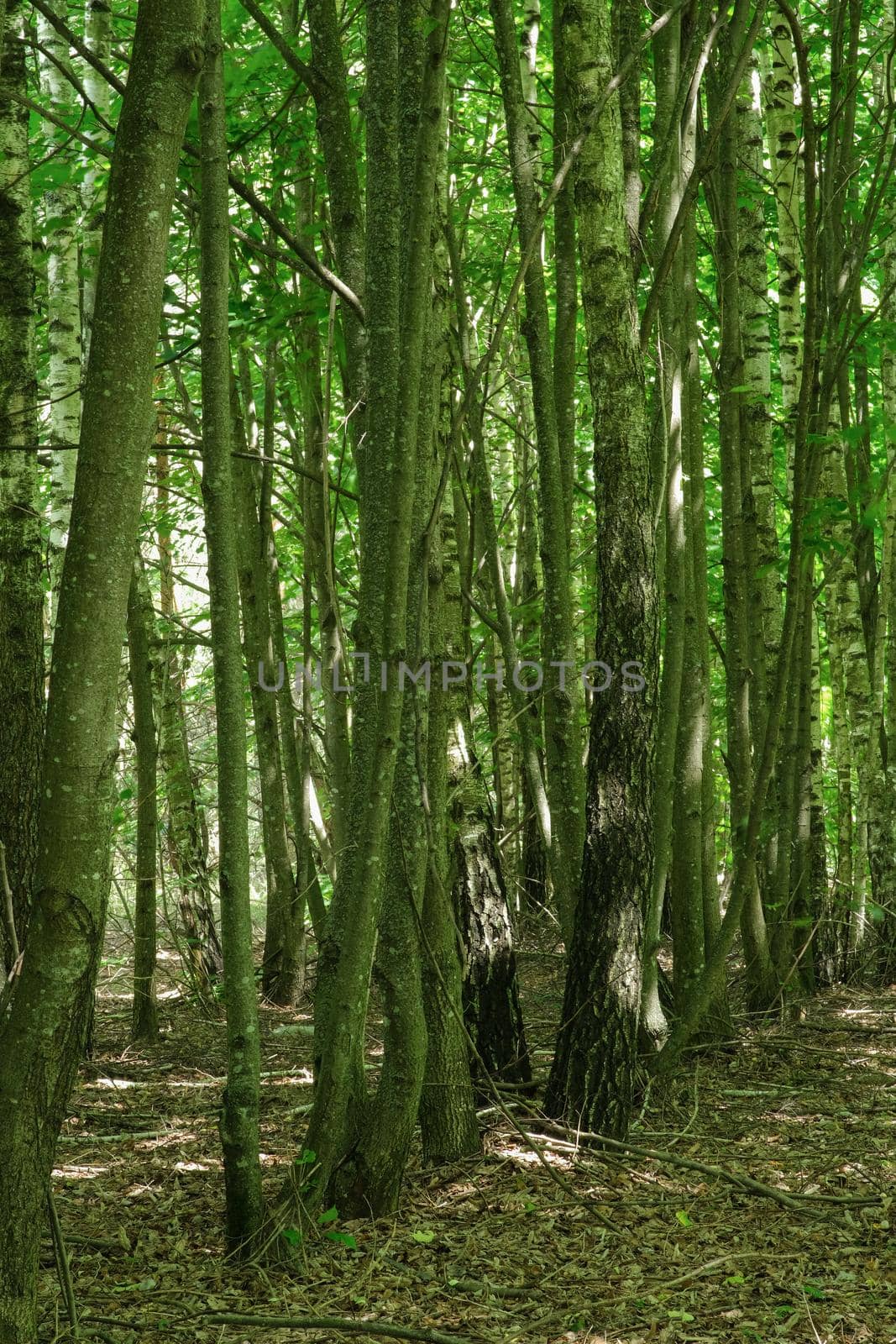 spring forest trees. nature green wood sunlight backgrounds. by N_Design