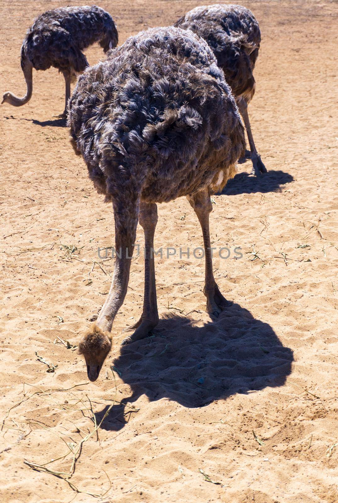 A group of ostriches looking for food in the sand on a sunny day